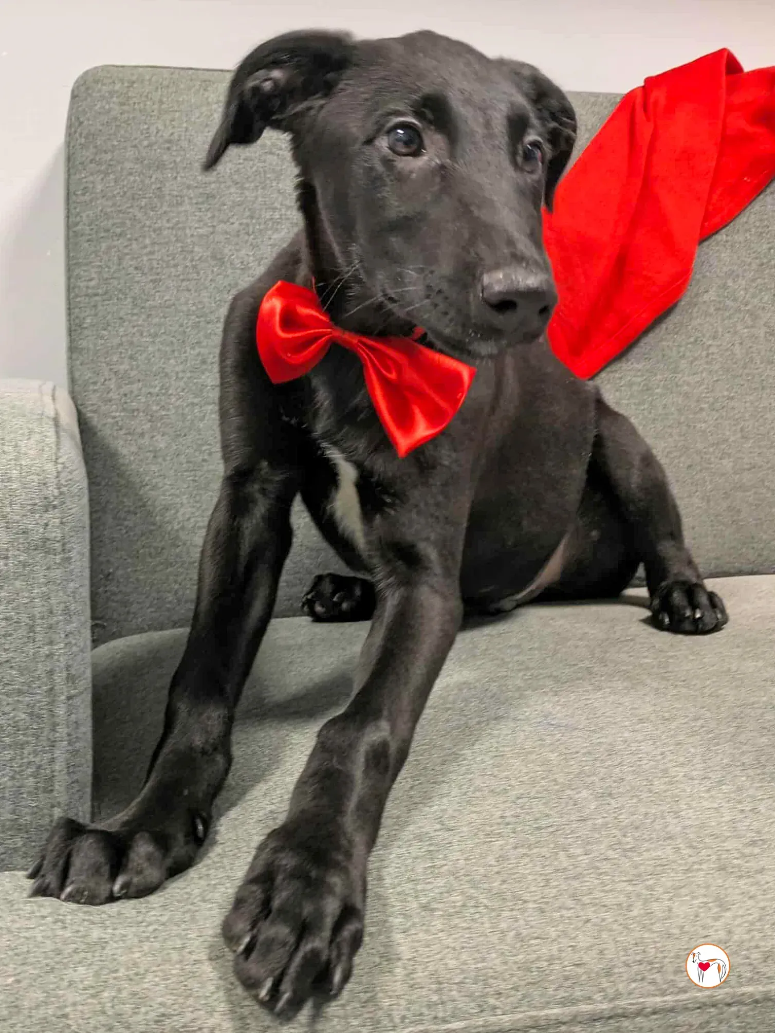 james grey cucciolo adozione 10