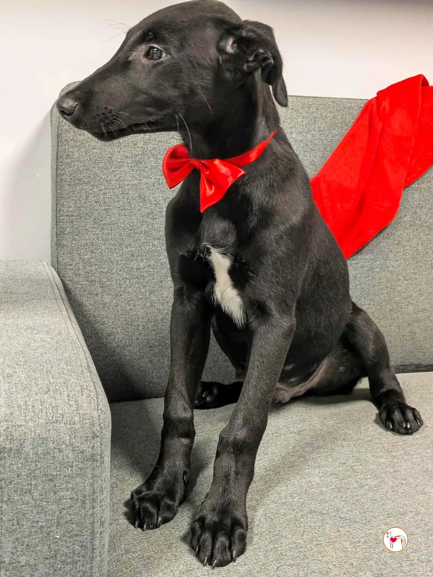 james grey cucciolo adozione 11