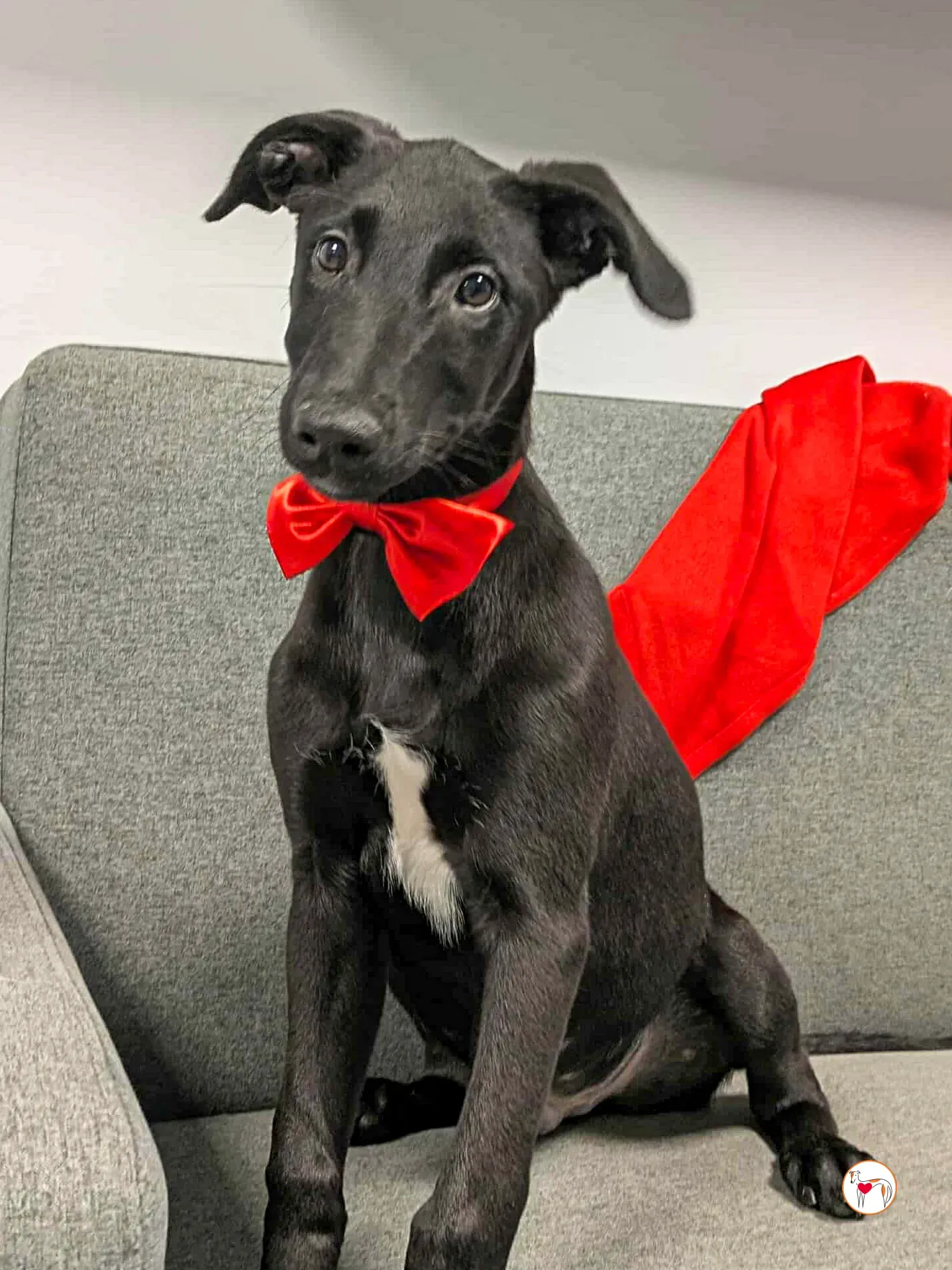 james grey cucciolo adozione 12