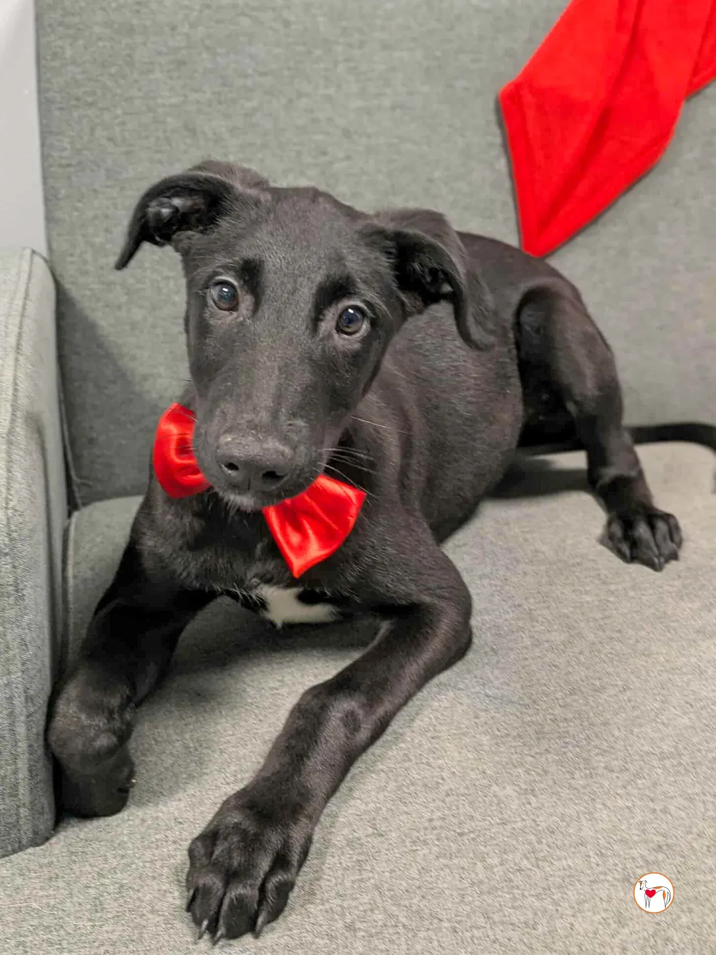 james grey cucciolo adozione 13