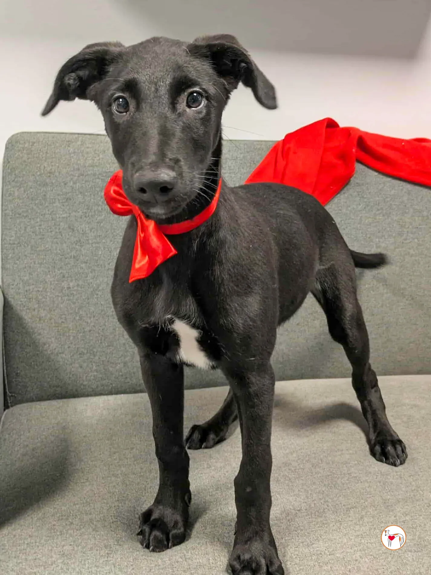 james grey cucciolo adozione 14