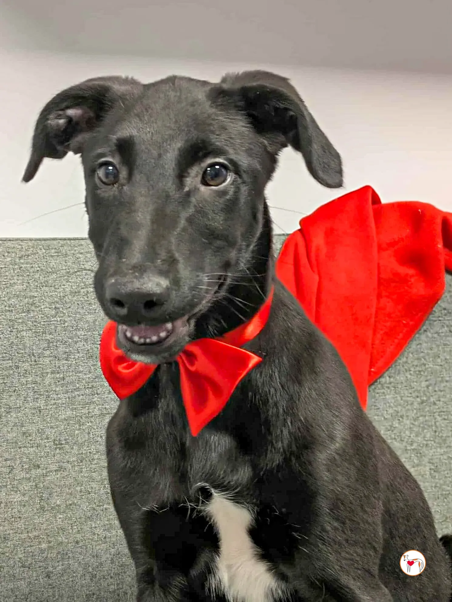 james grey cucciolo adozione 2