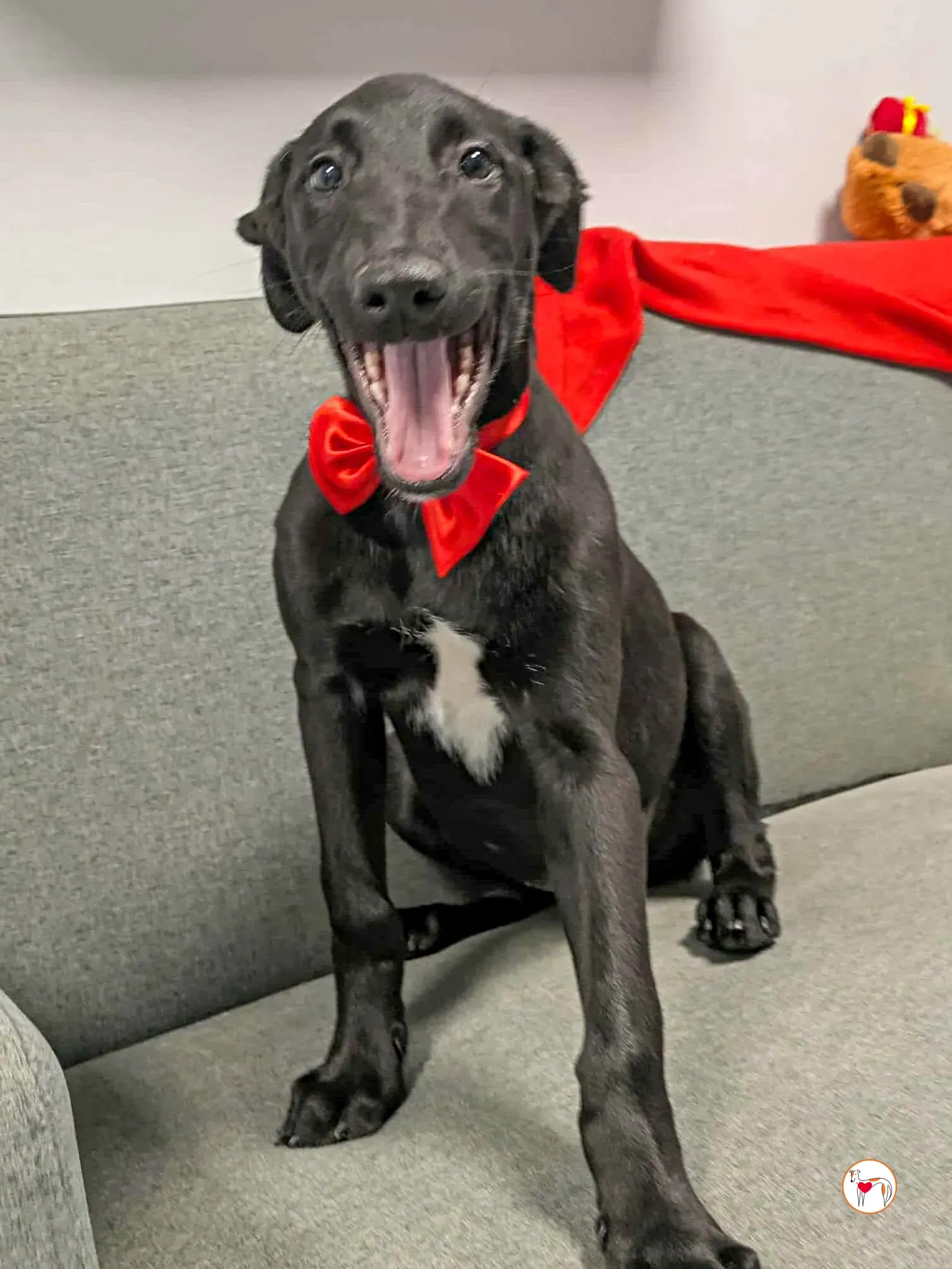 james grey cucciolo adozione 3