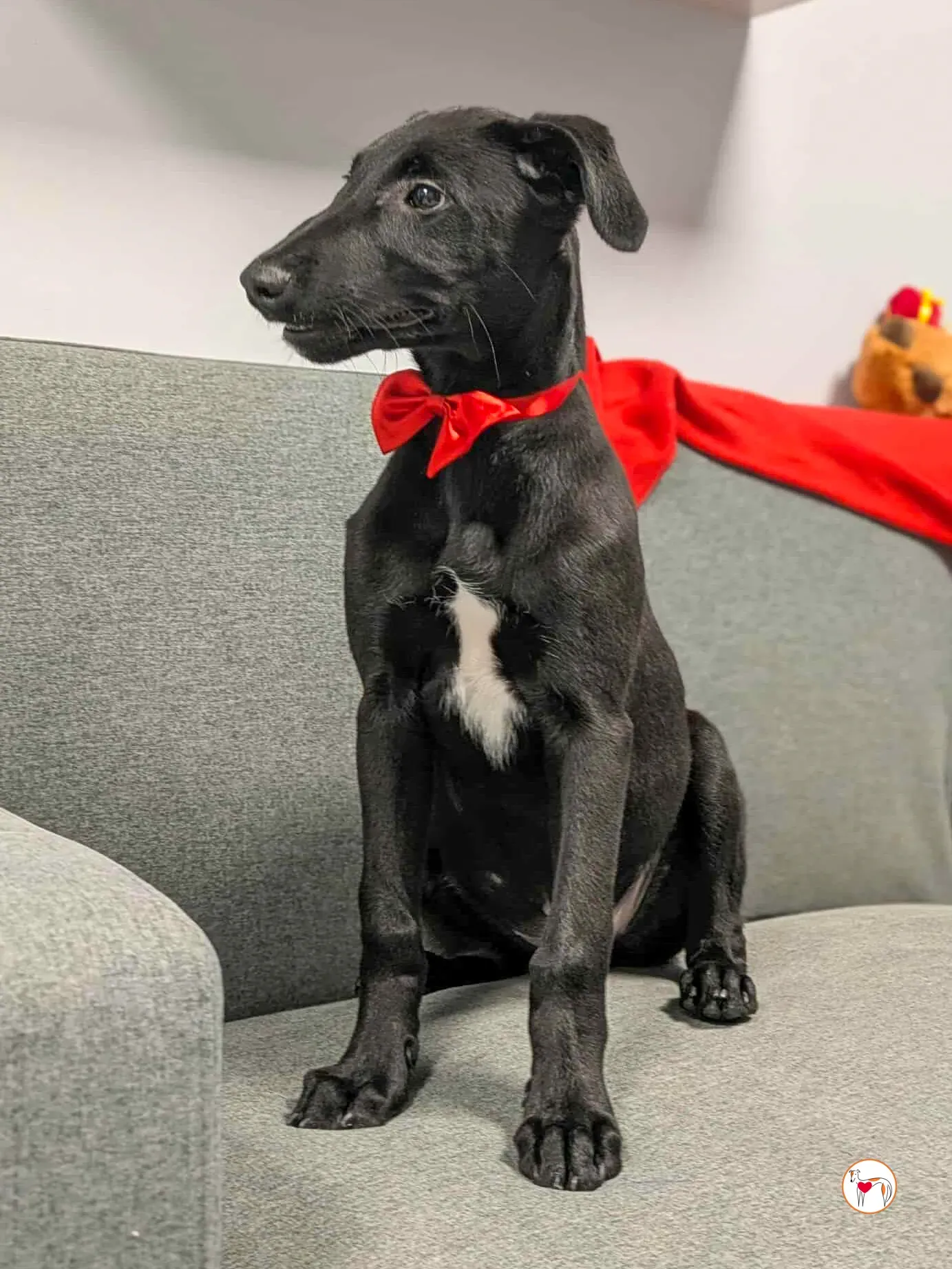 james grey cucciolo adozione 4