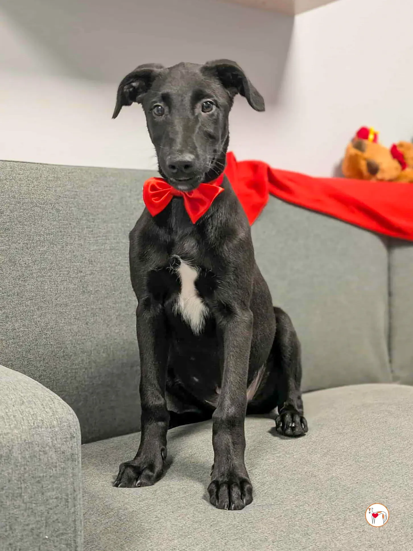 james grey cucciolo adozione 5