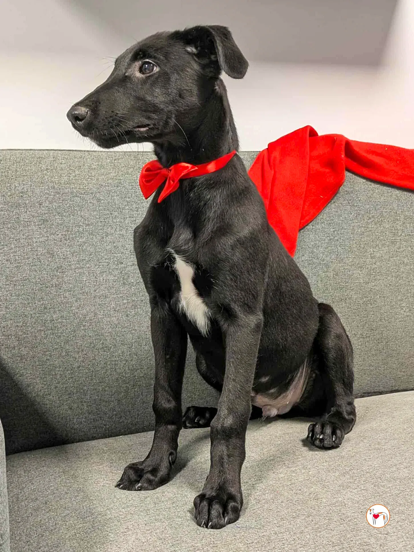 james grey cucciolo adozione 6