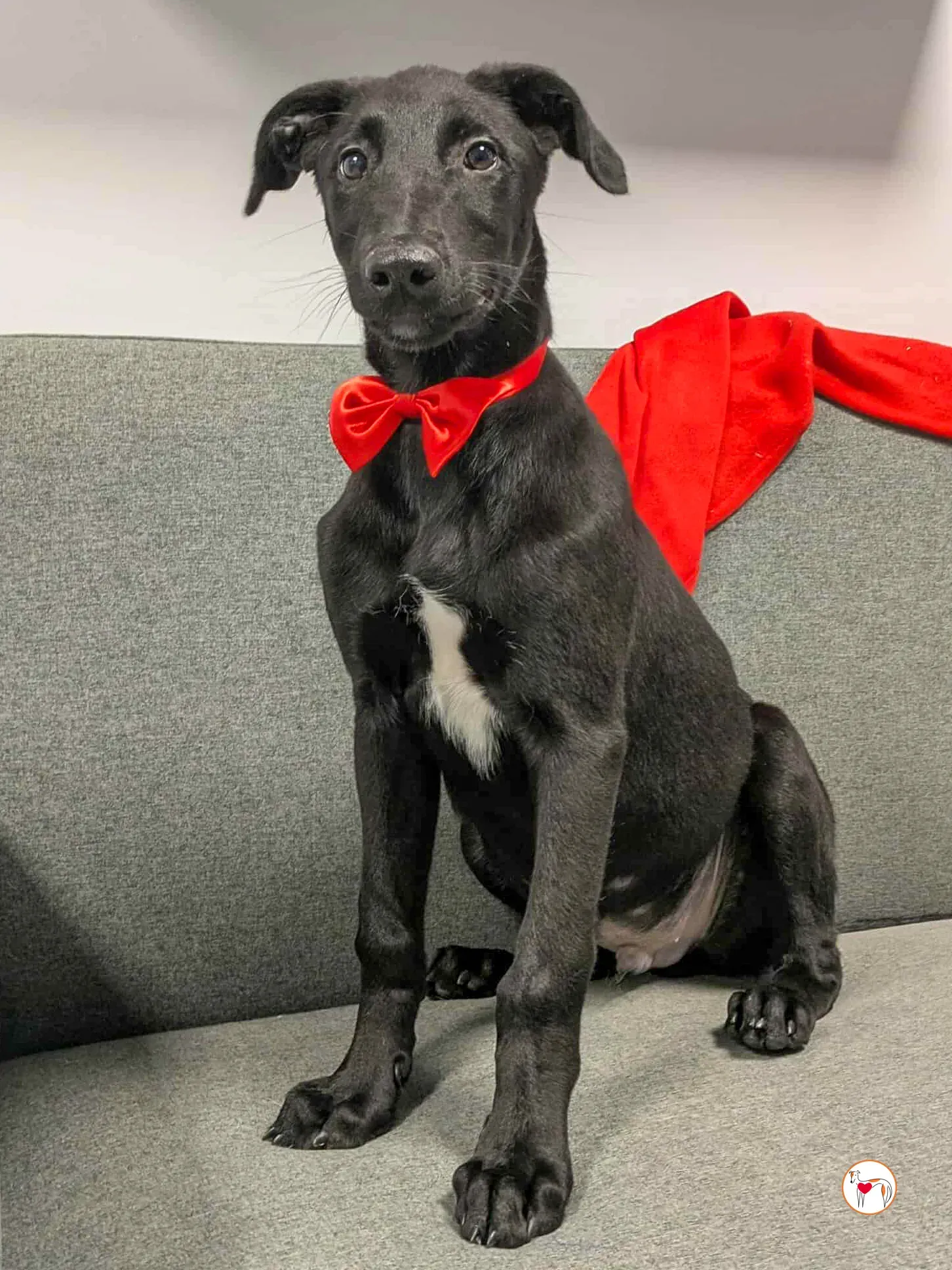 james grey cucciolo adozione 7