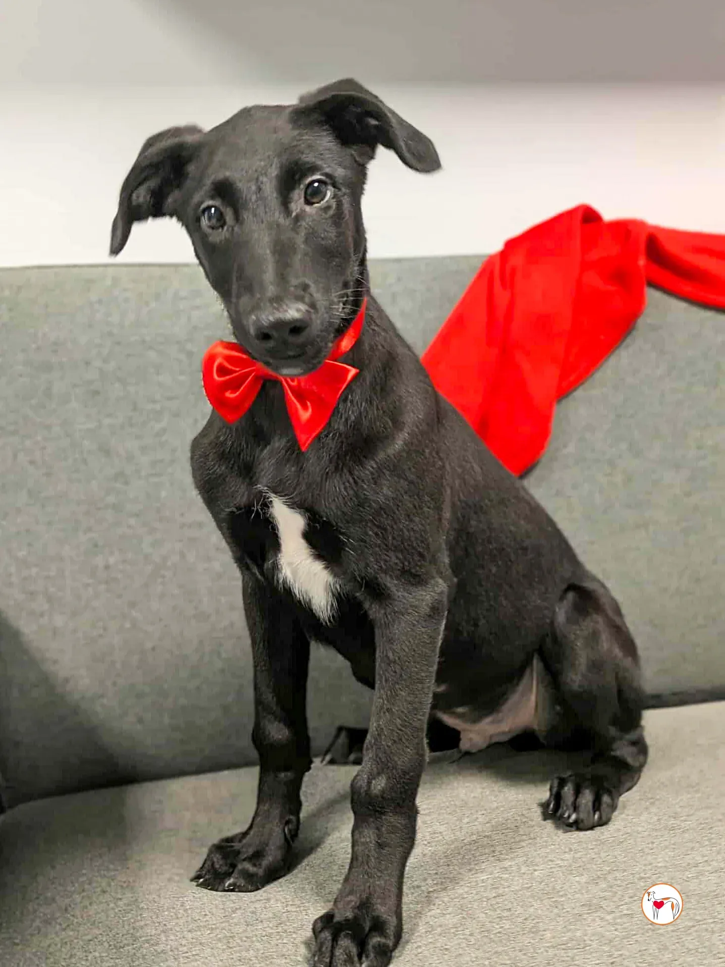 james grey cucciolo adozione 8