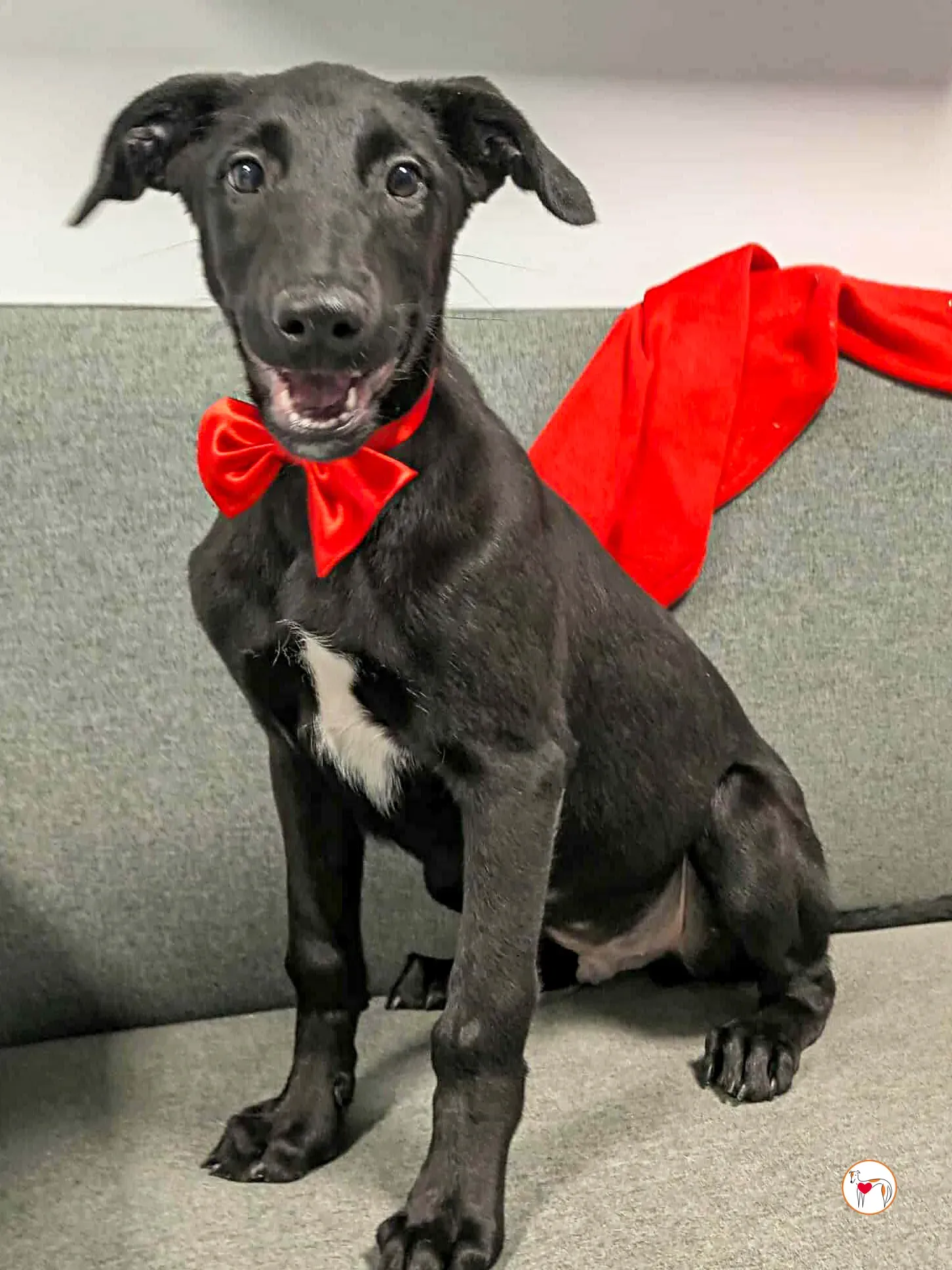 james grey cucciolo adozione 9