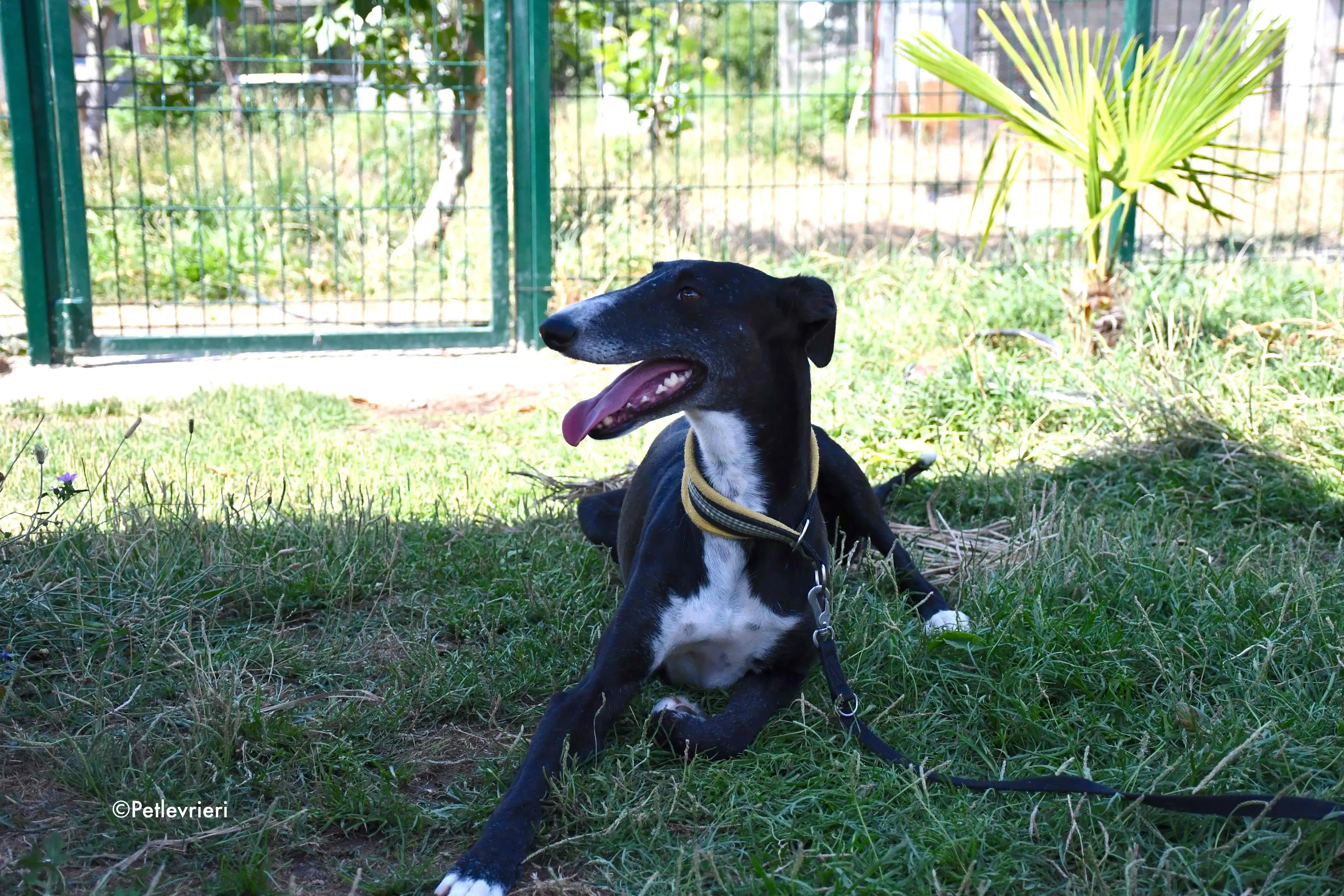jara adozione levrieri galgo 1