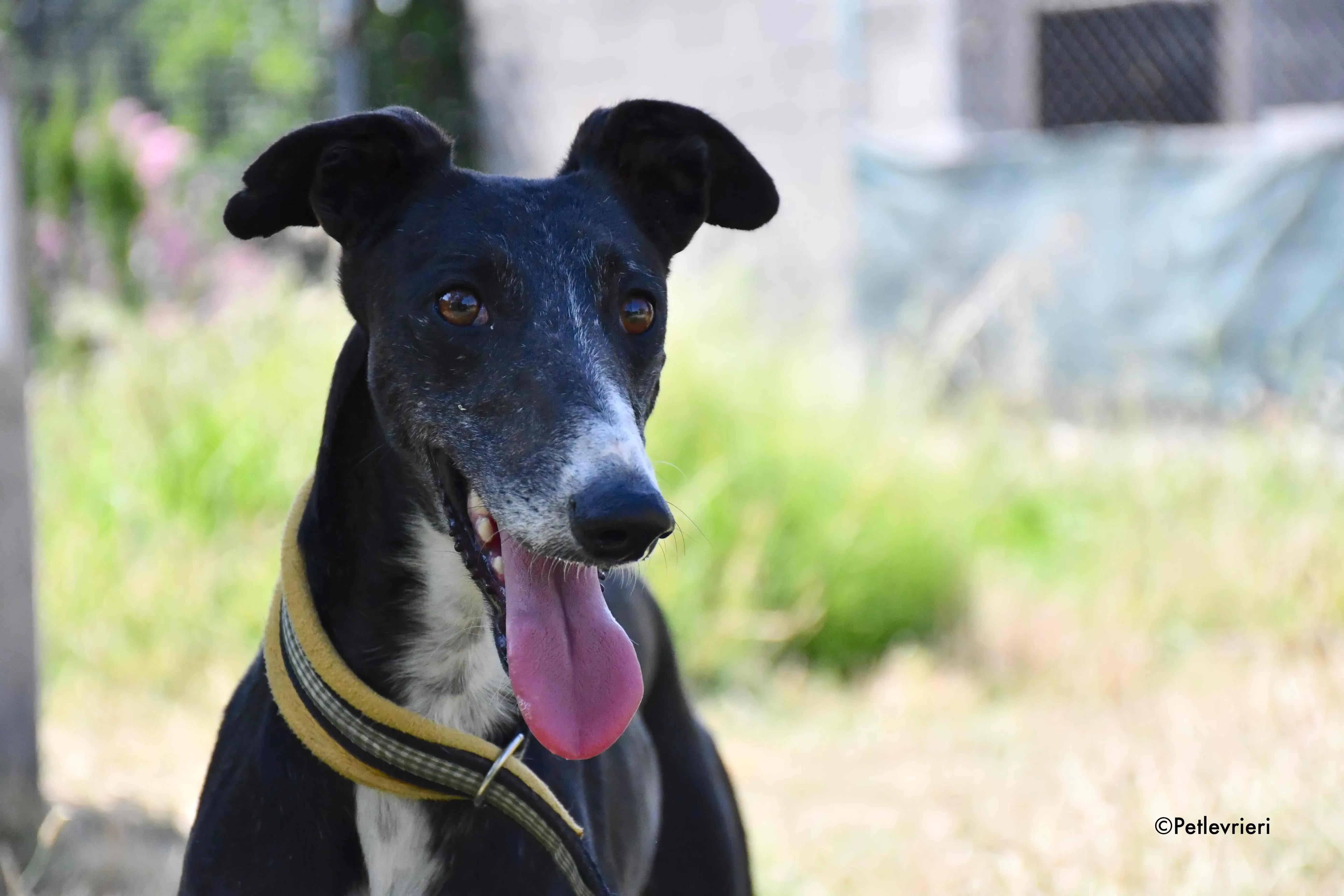 jara adozione levrieri galgo 10