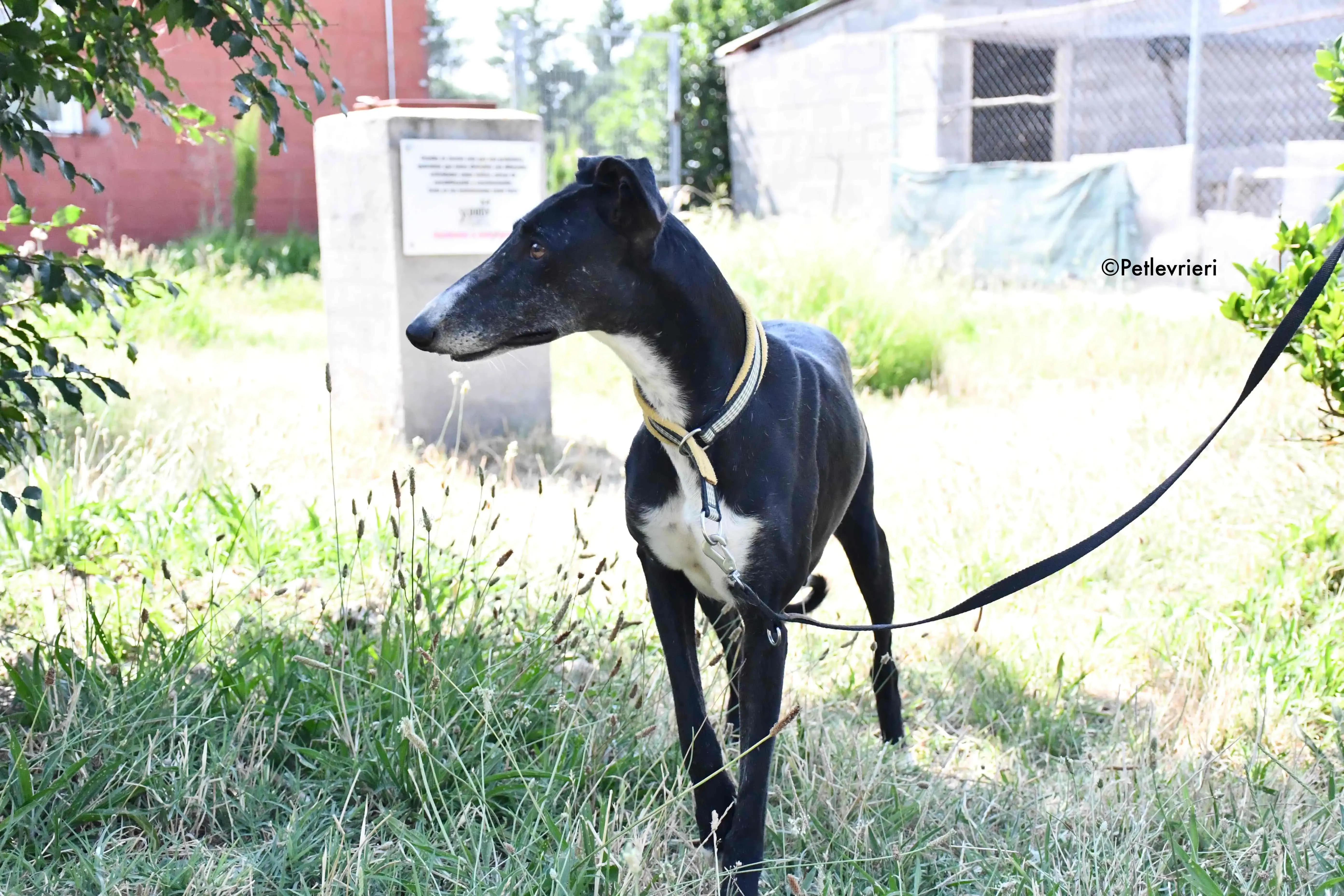 jara adozione levrieri galgo 11