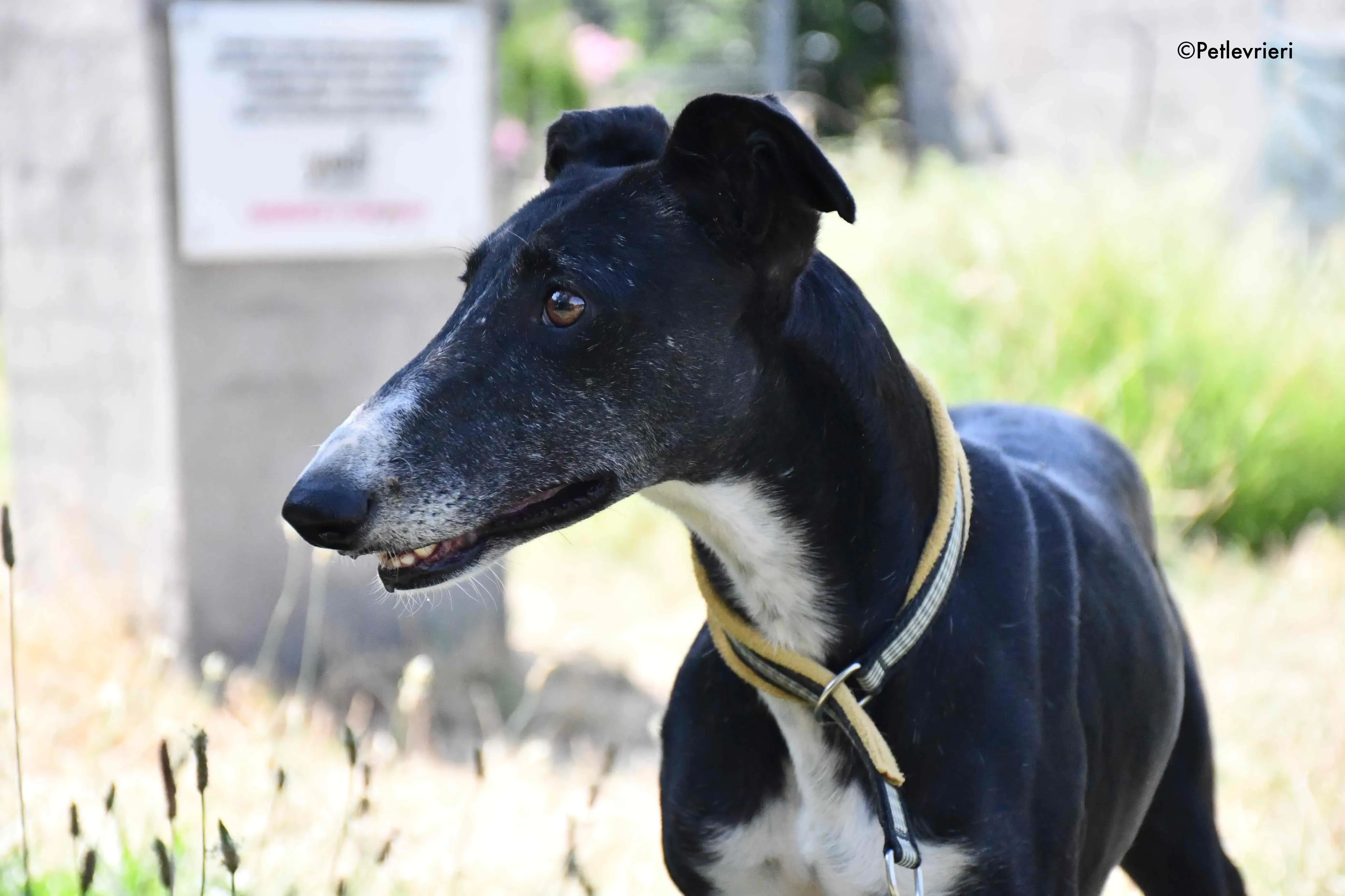 jara adozione levrieri galgo 12