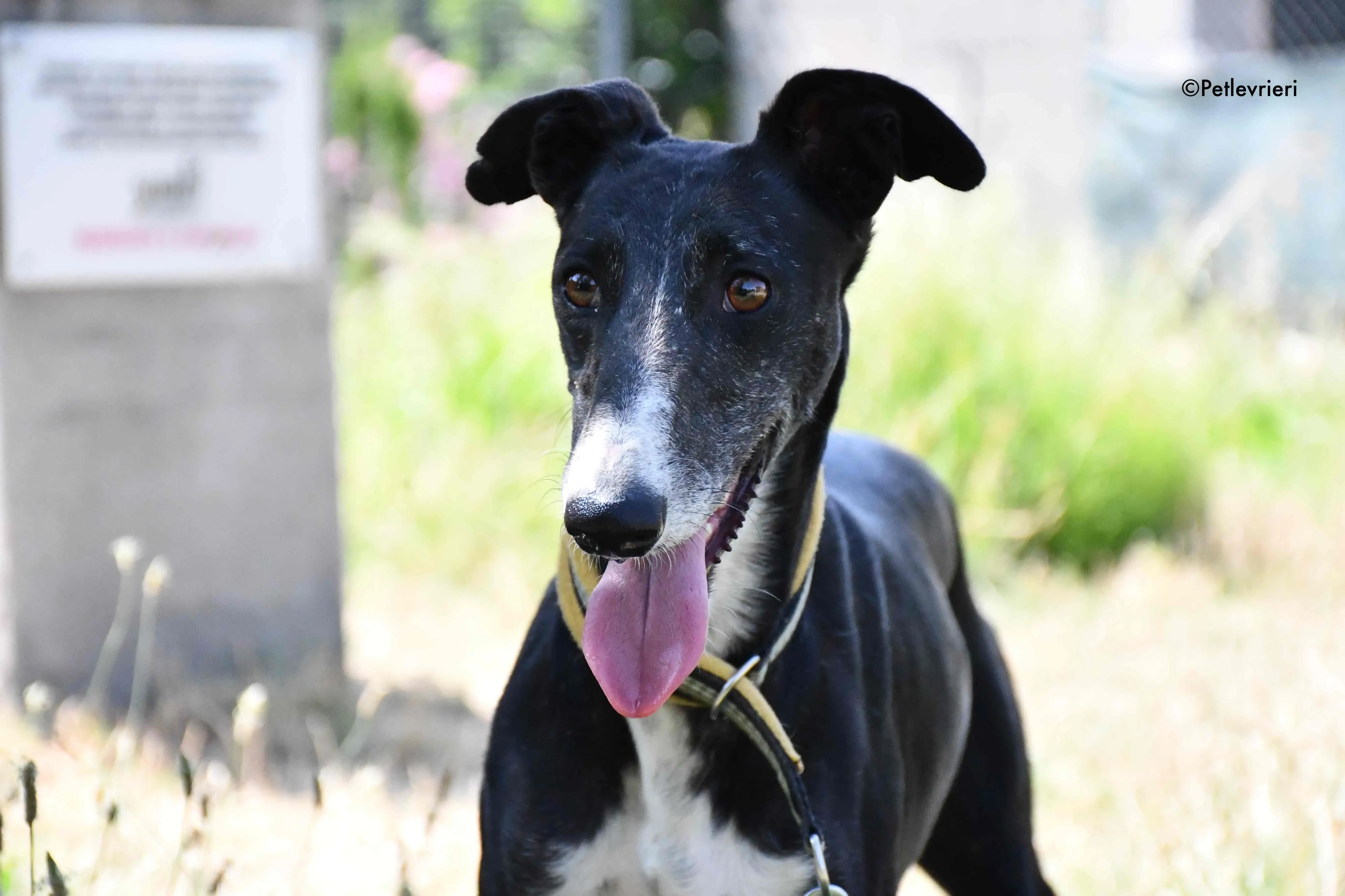 jara adozione levrieri galgo 13