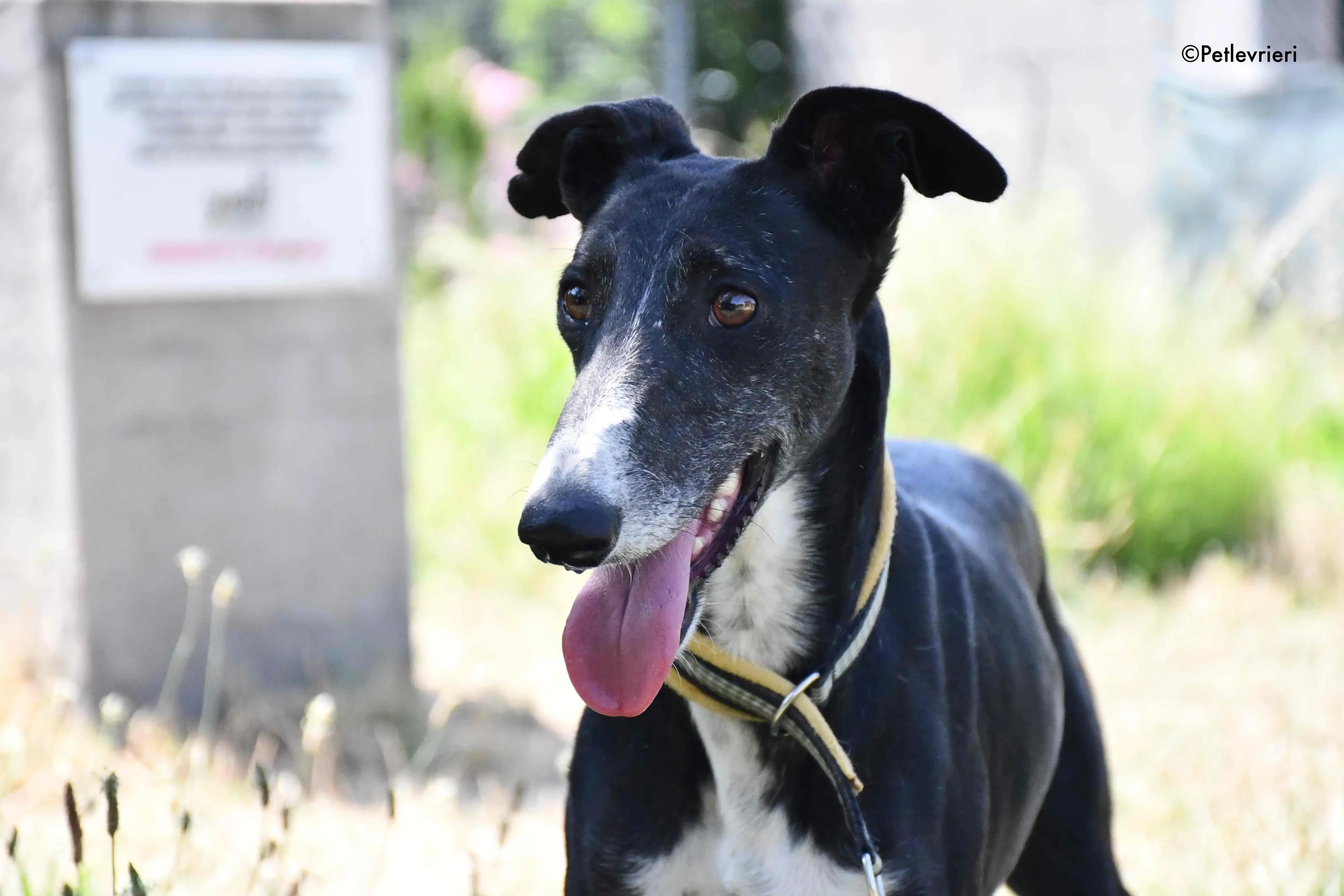 jara adozione levrieri galgo 14
