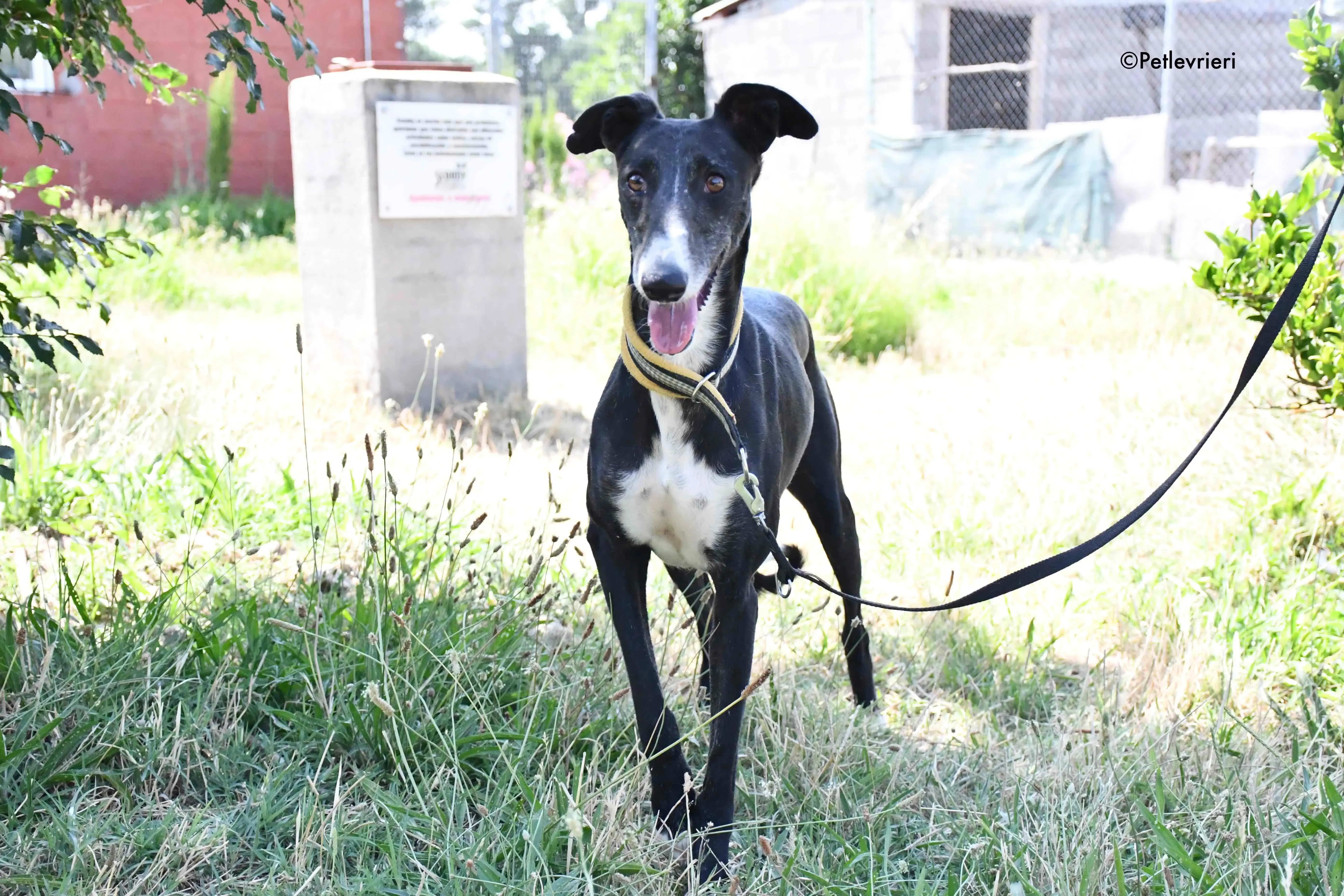 jara adozione levrieri galgo 15