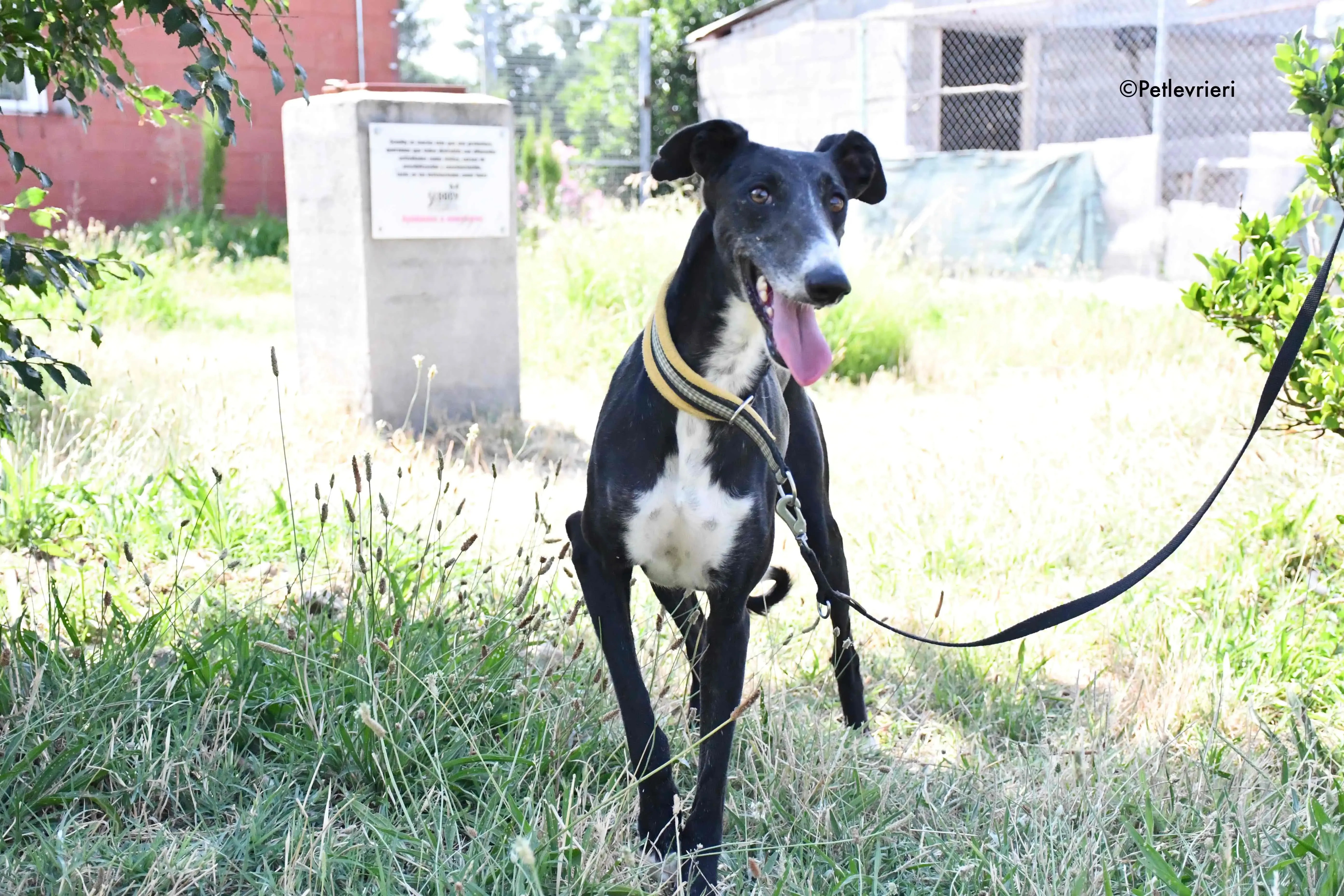 jara adozione levrieri galgo 16