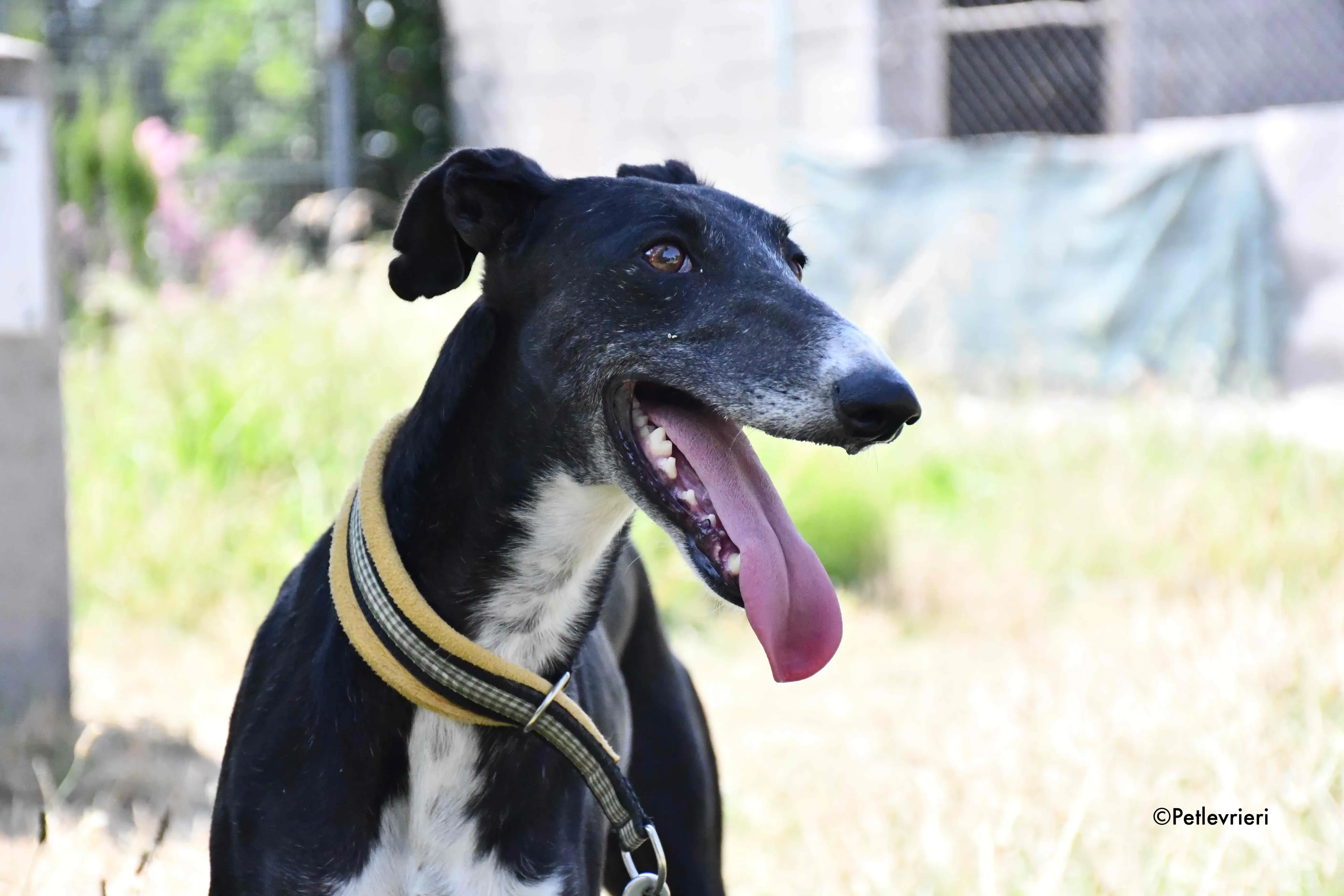 jara adozione levrieri galgo 17
