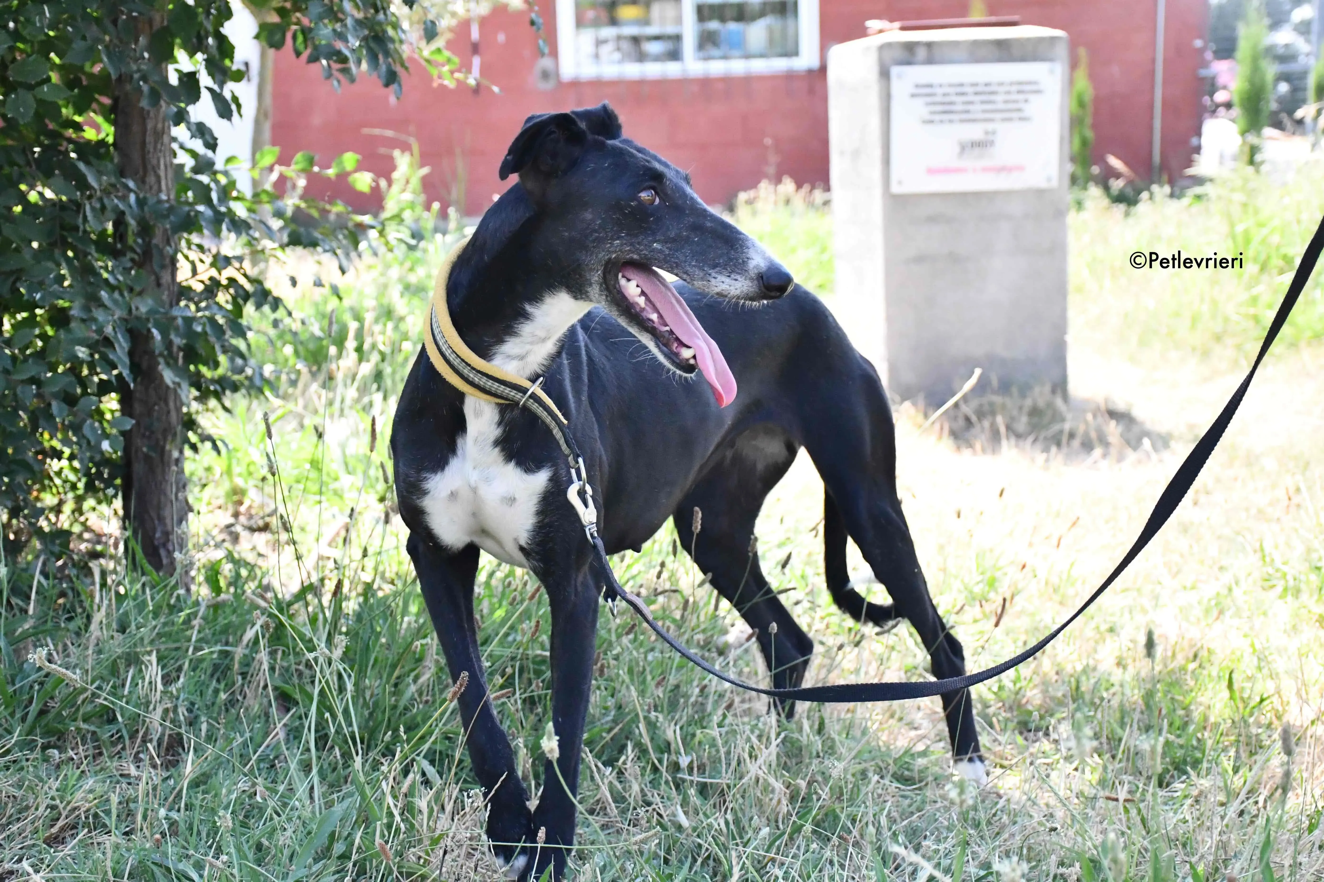 jara adozione levrieri galgo 18