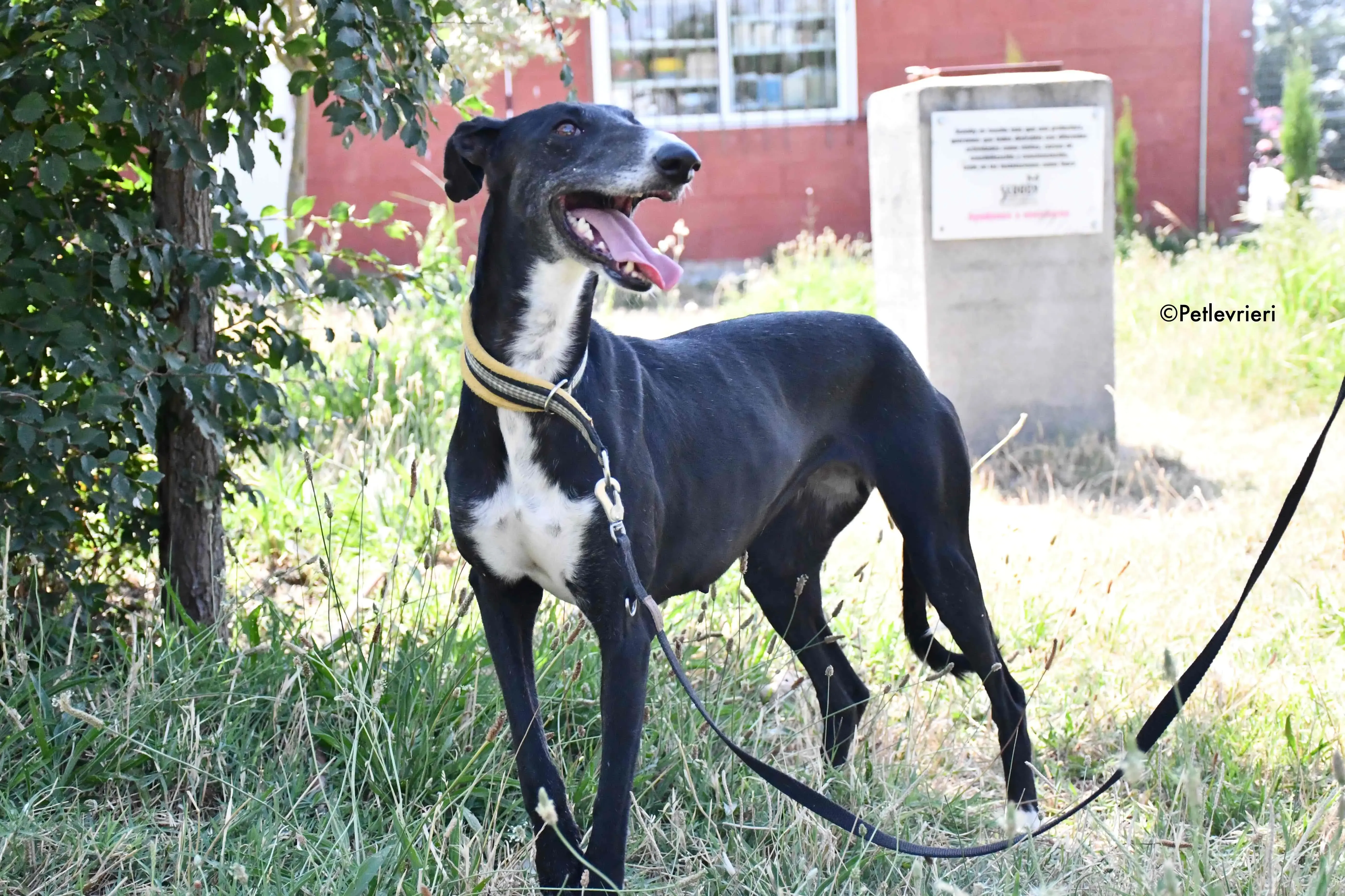 jara adozione levrieri galgo 19