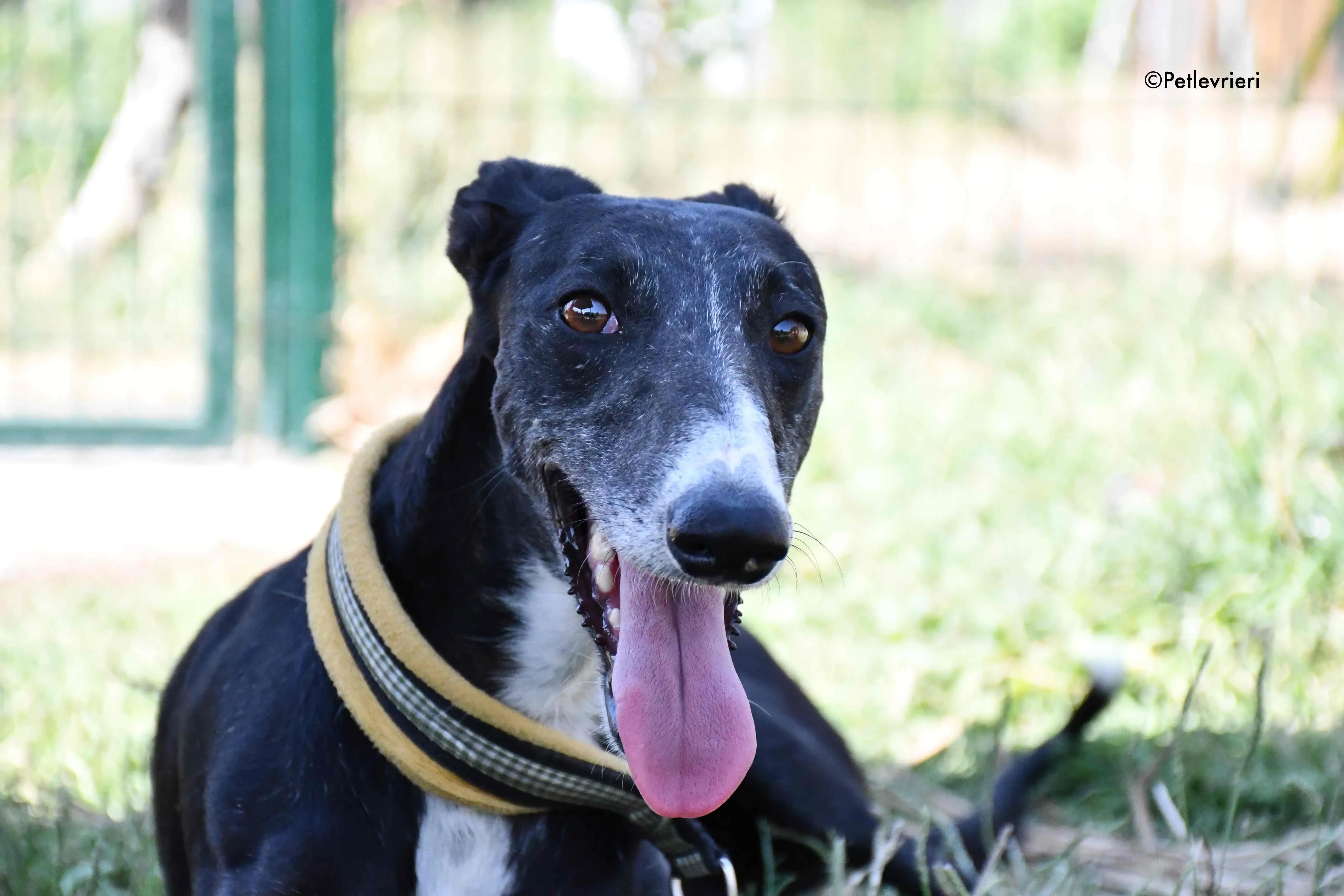 jara adozione levrieri galgo 2