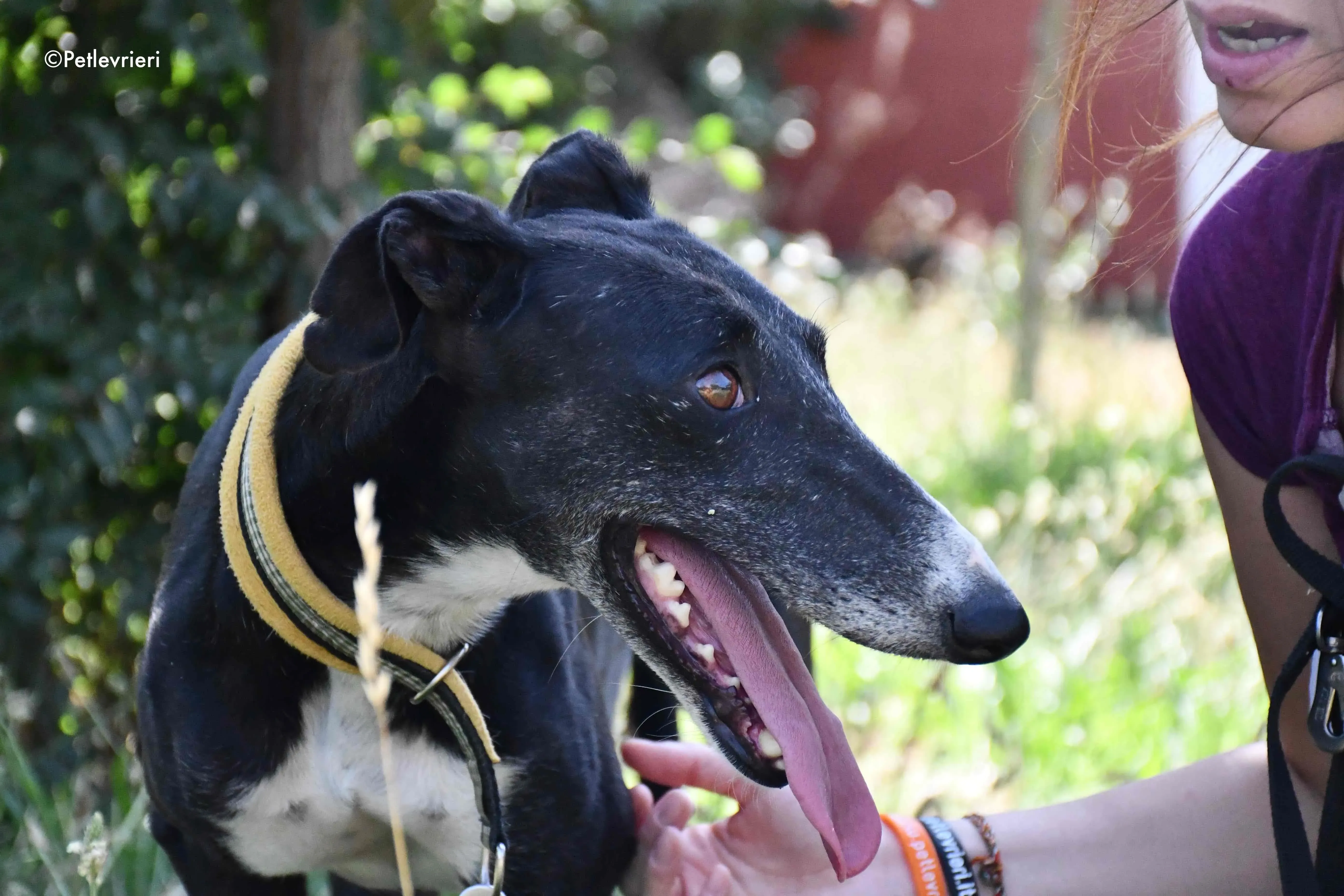 jara adozione levrieri galgo 20