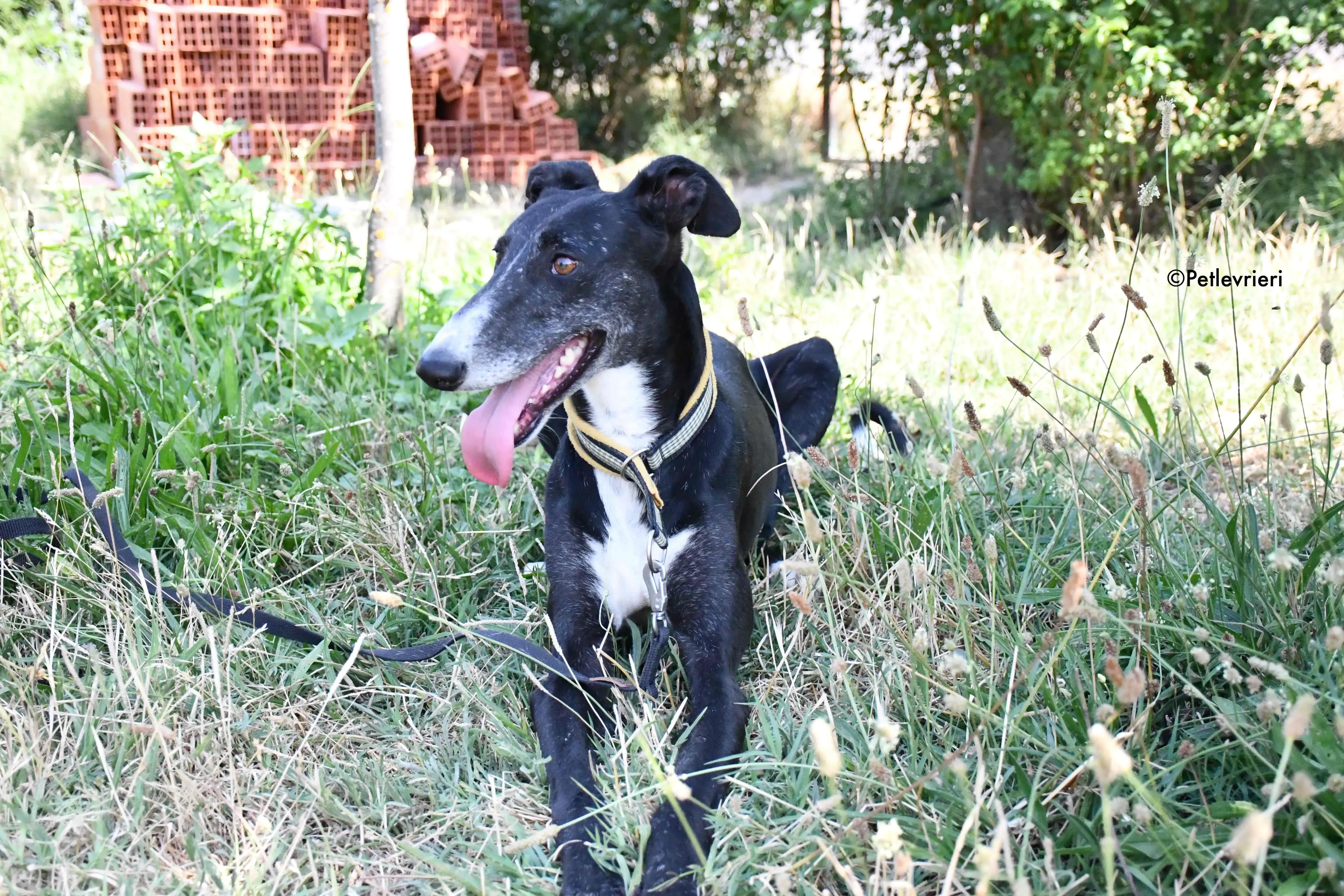 jara adozione levrieri galgo 21