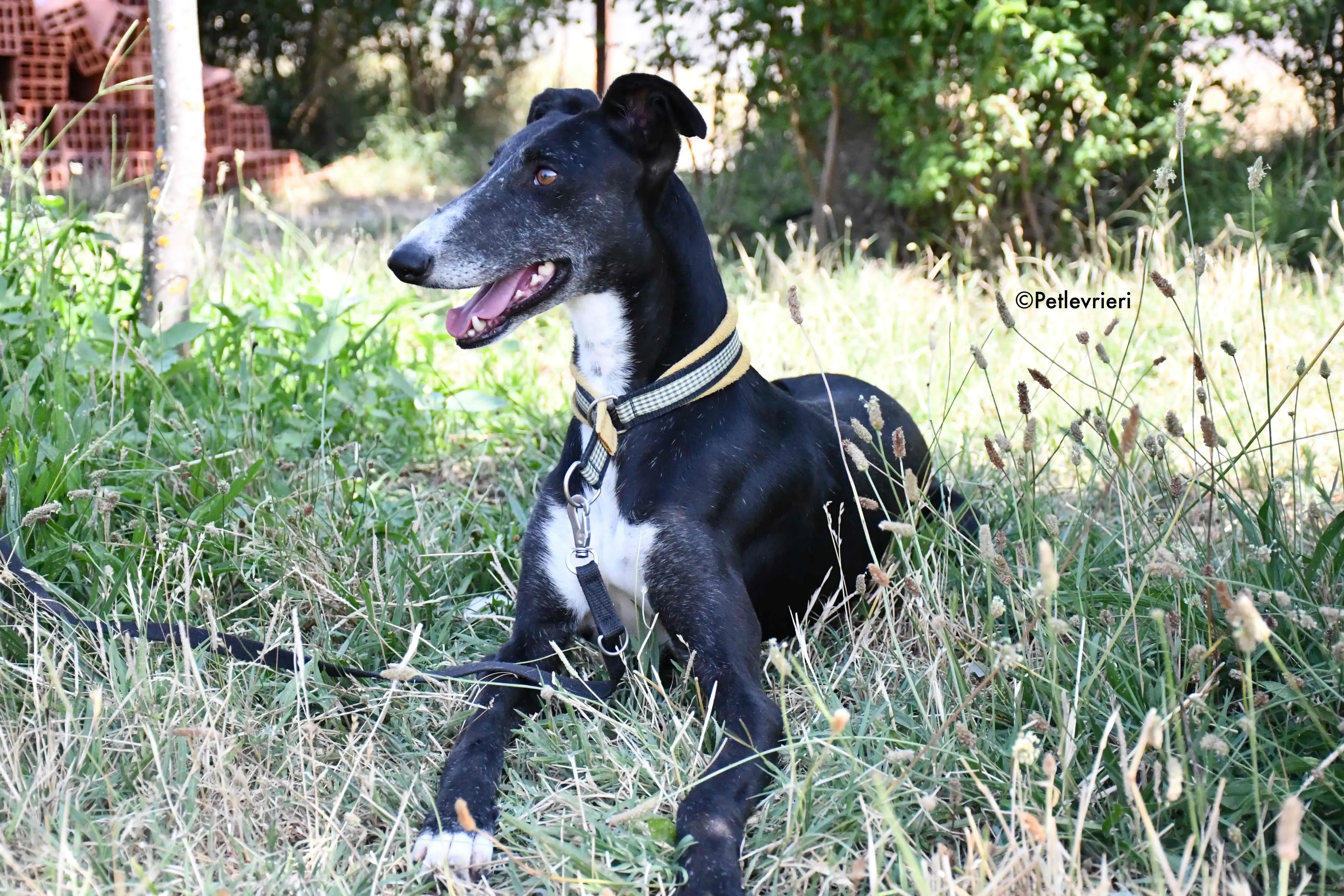 jara adozione levrieri galgo 22