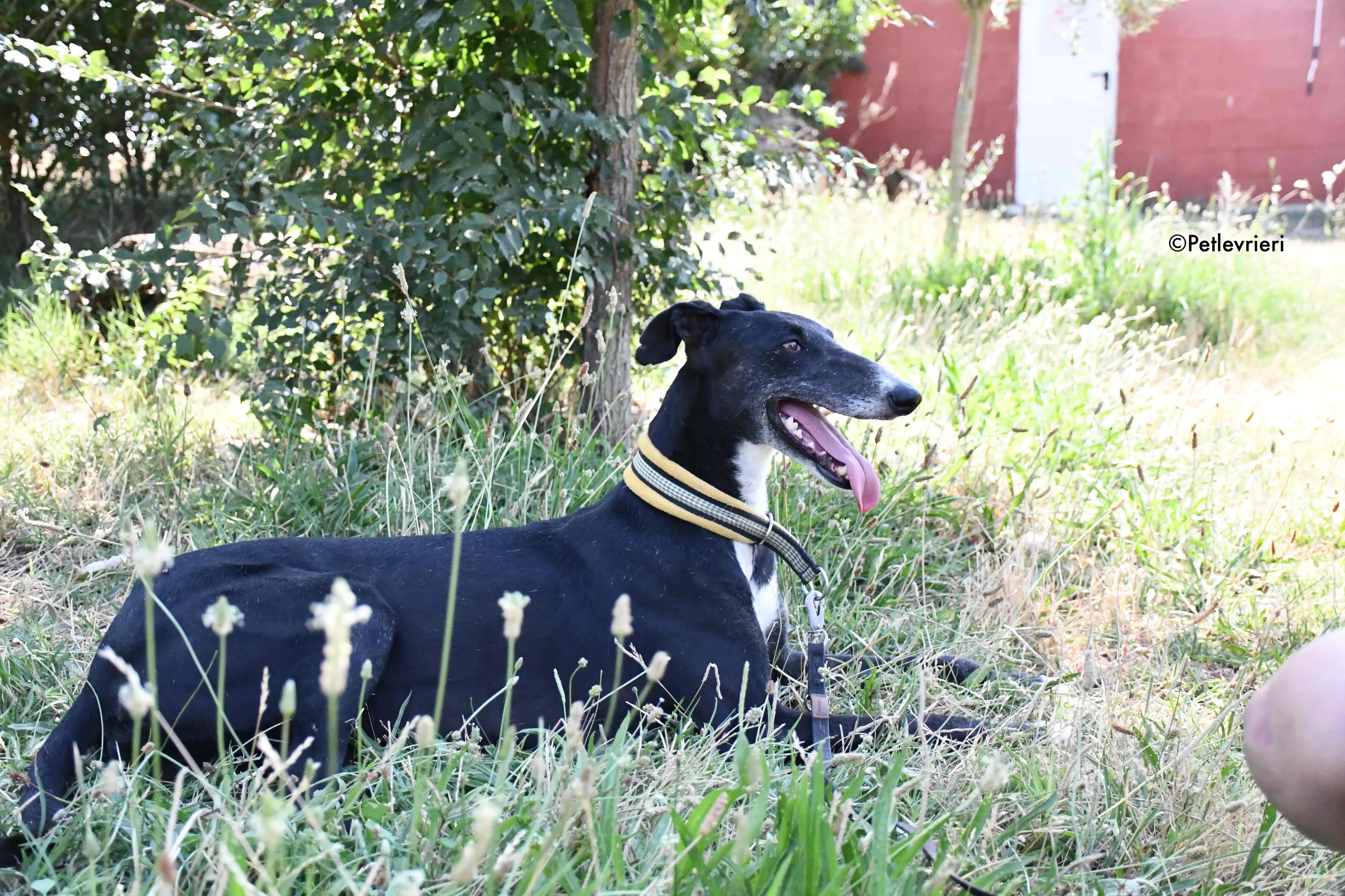 jara adozione levrieri galgo 23
