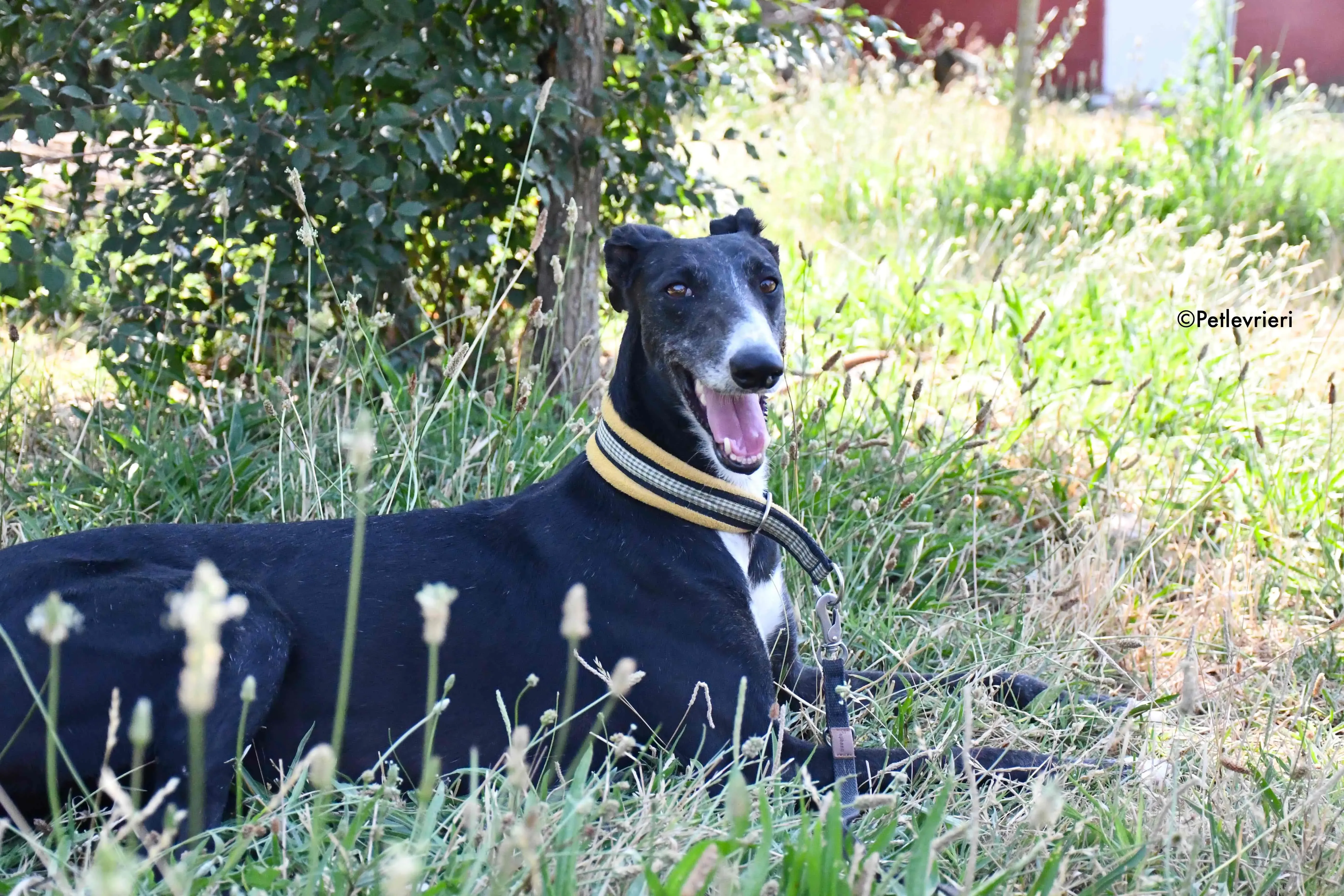 jara adozione levrieri galgo 24