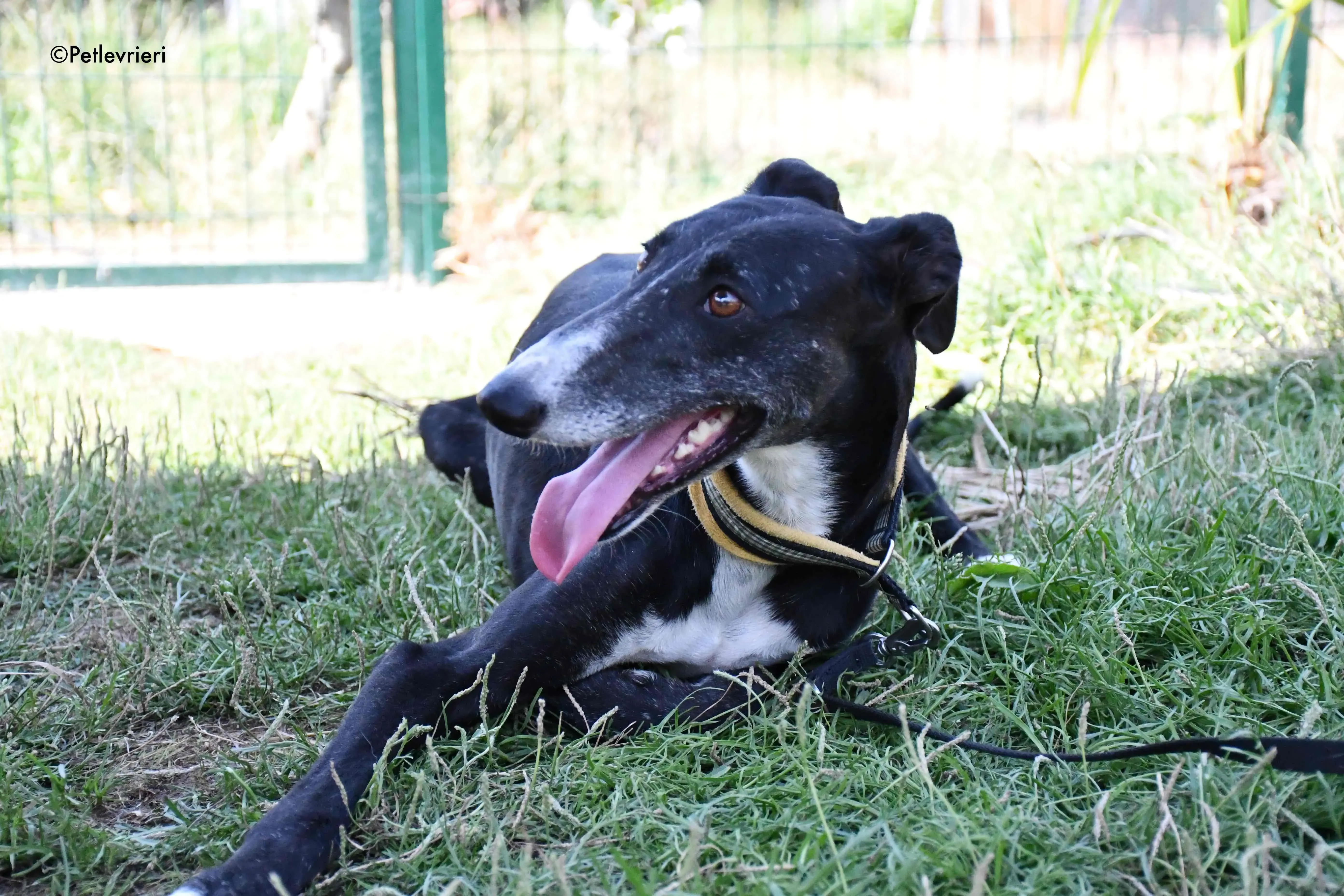 jara adozione levrieri galgo 3