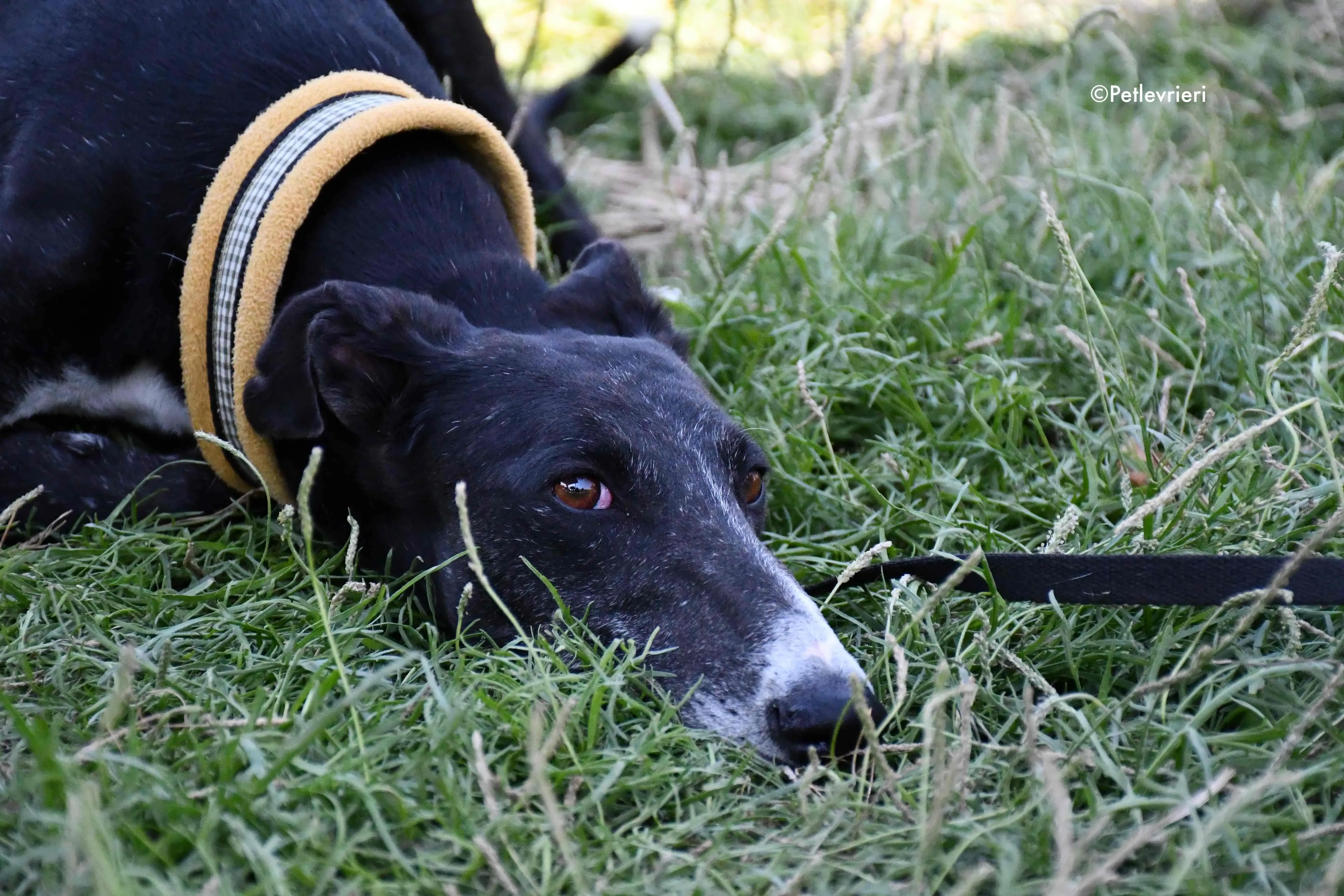 jara adozione levrieri galgo 4