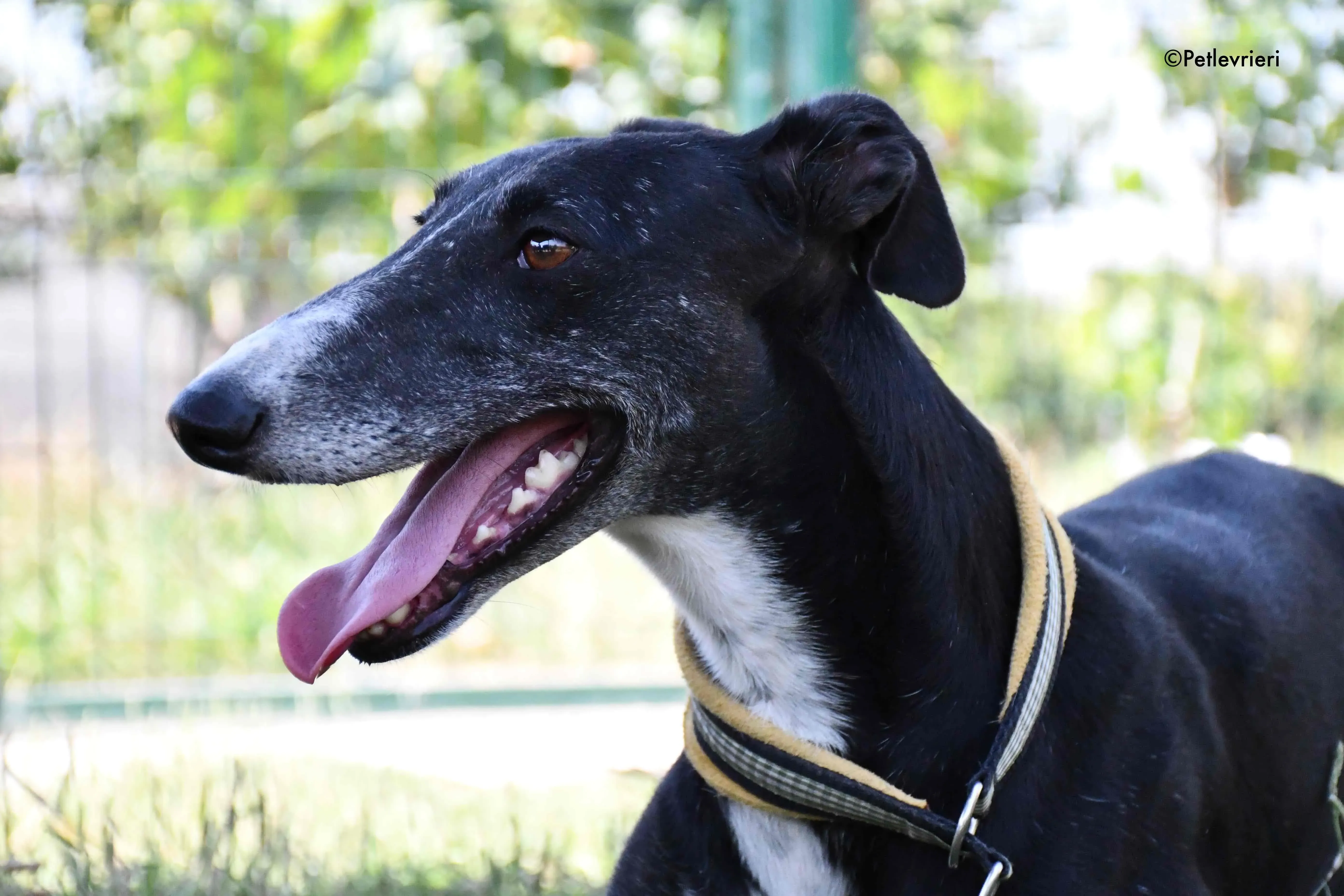 jara adozione levrieri galgo 5