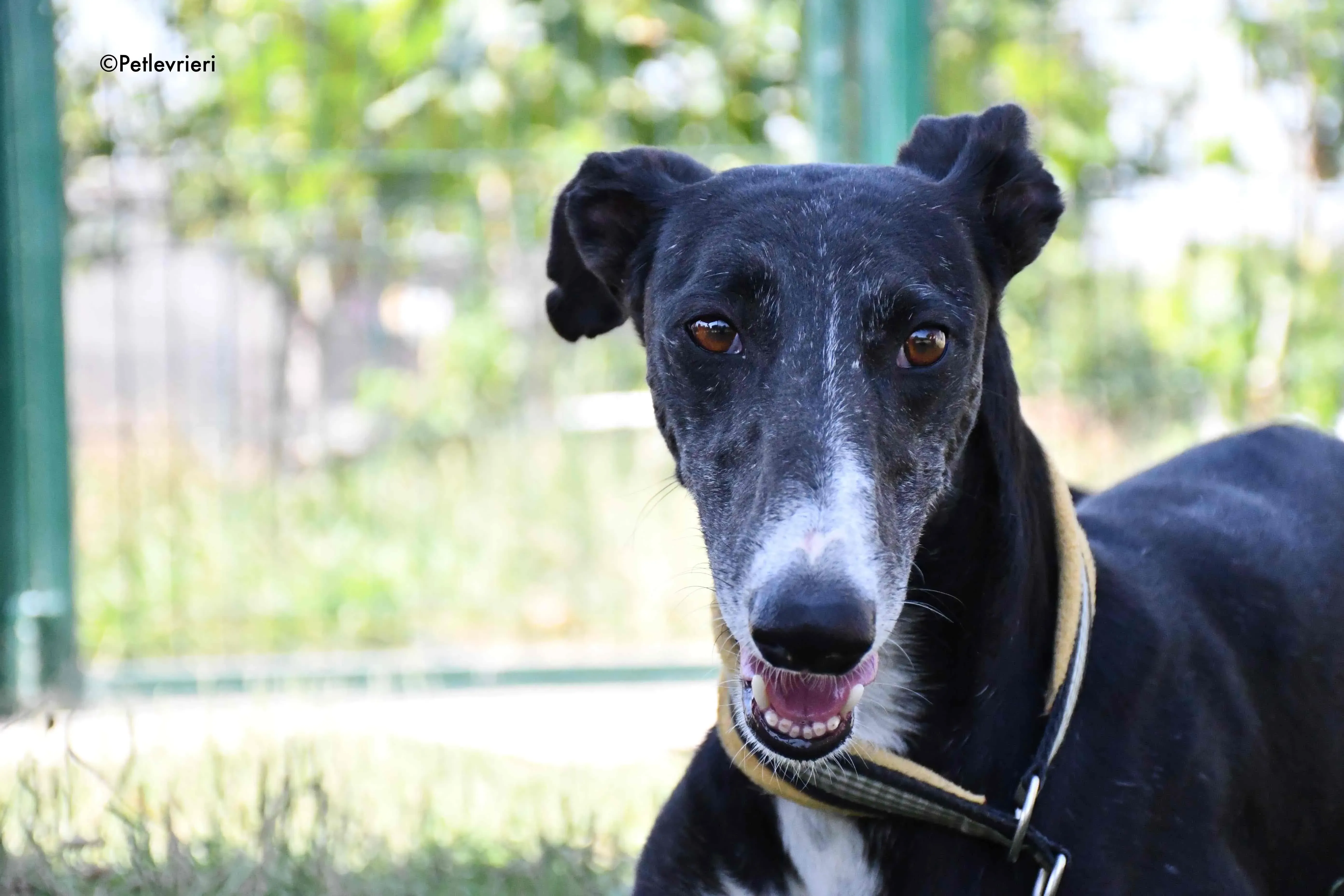 jara adozione levrieri galgo 6