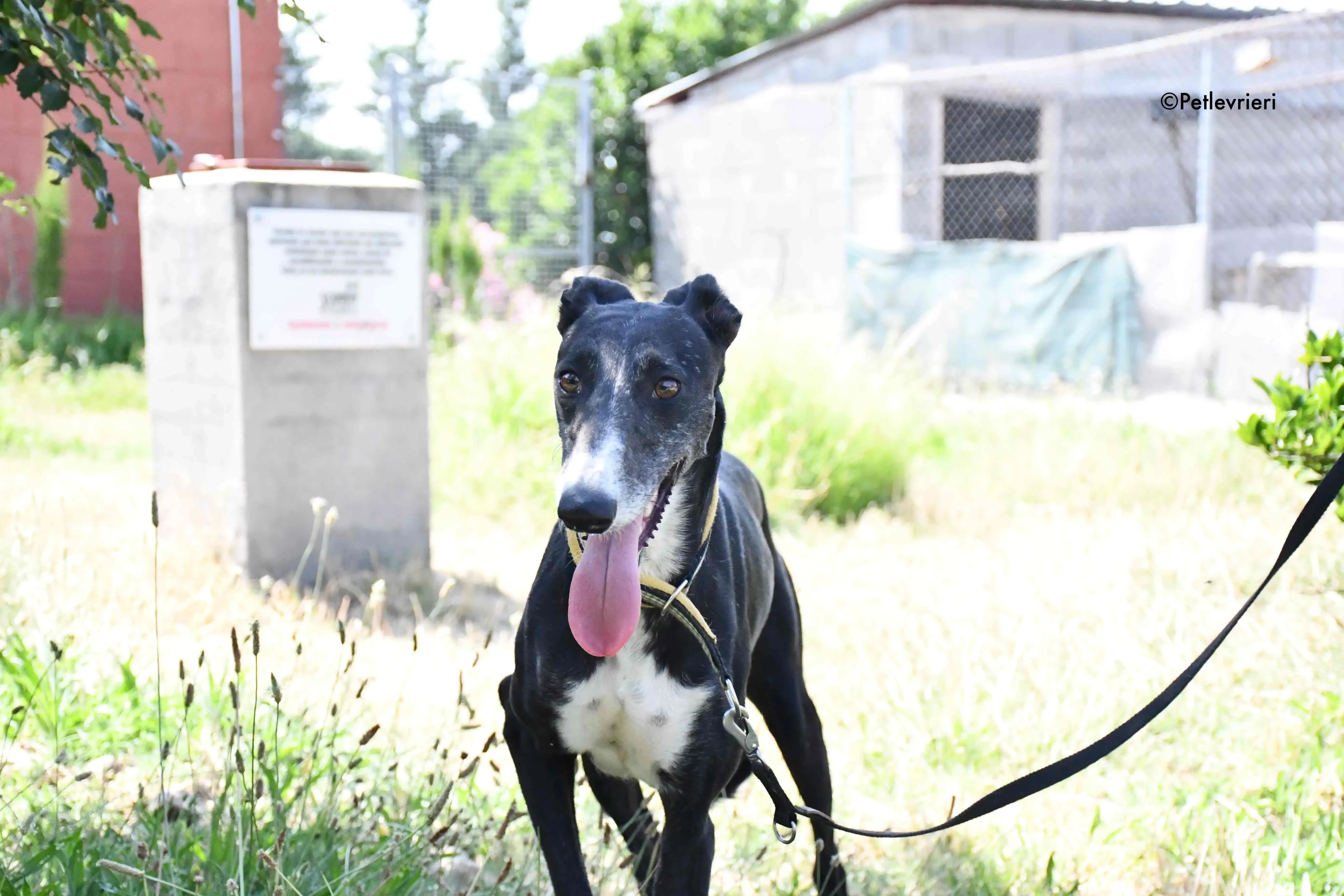 jara adozione levrieri galgo 7