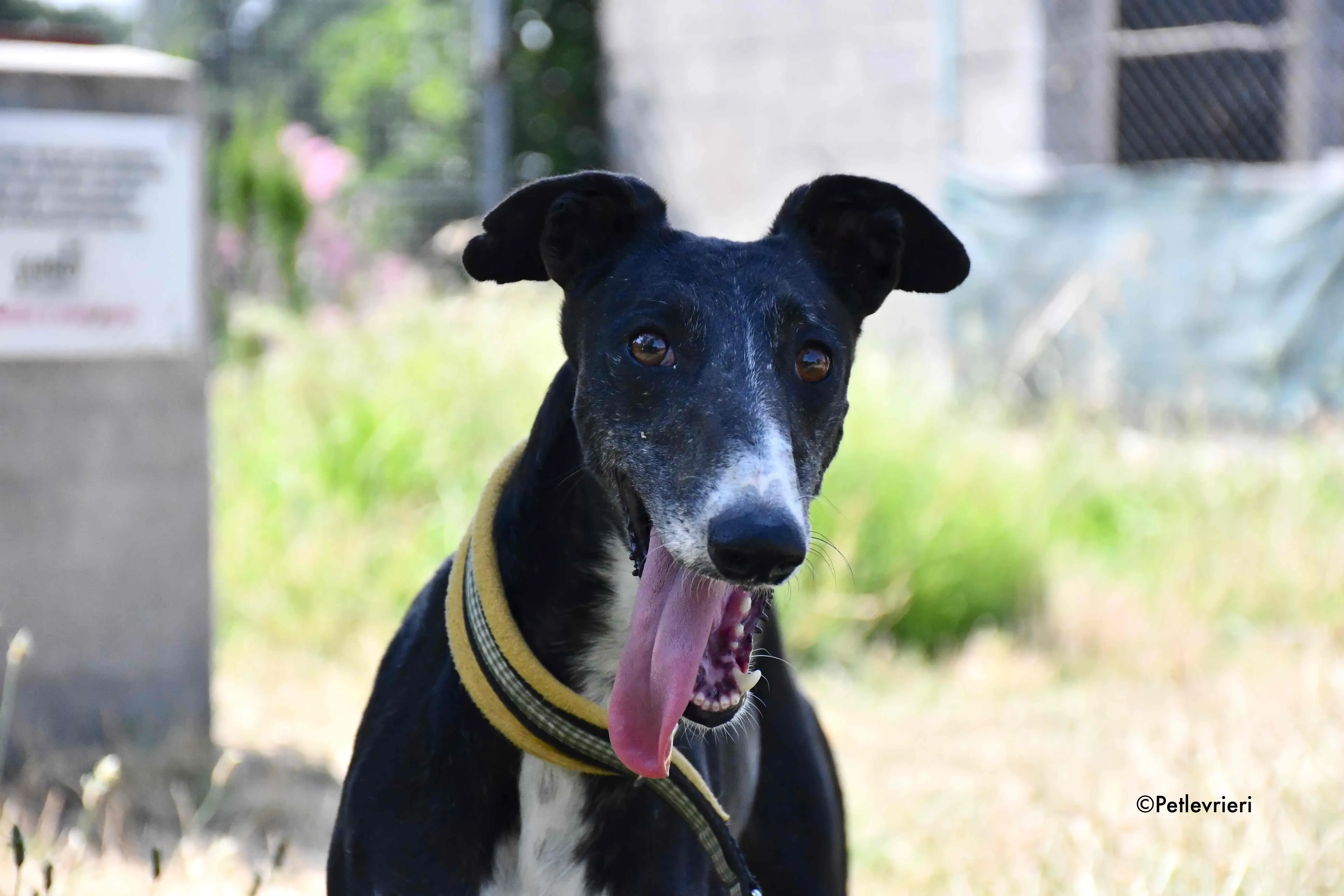 jara adozione levrieri galgo 8