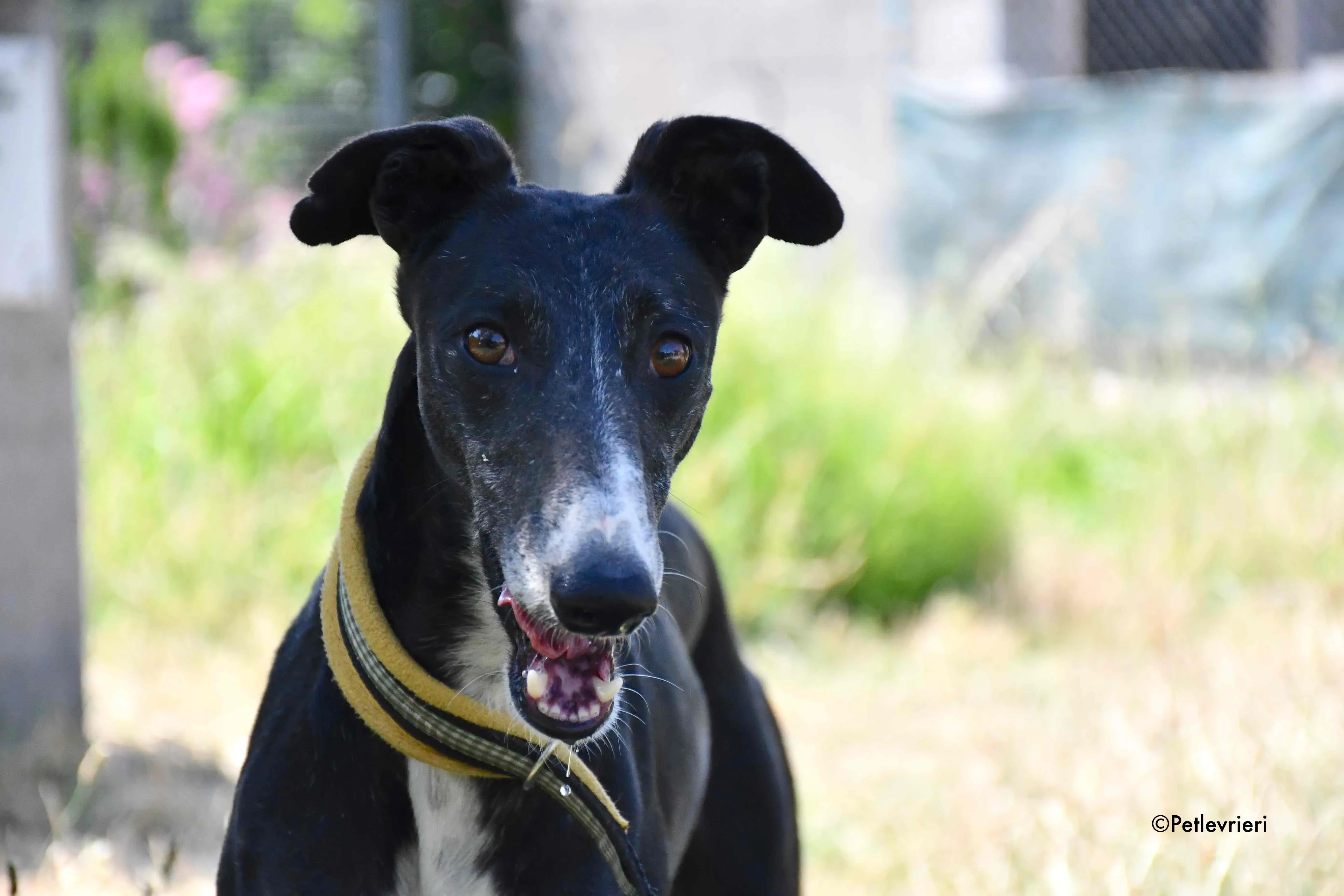 jara adozione levrieri galgo 9