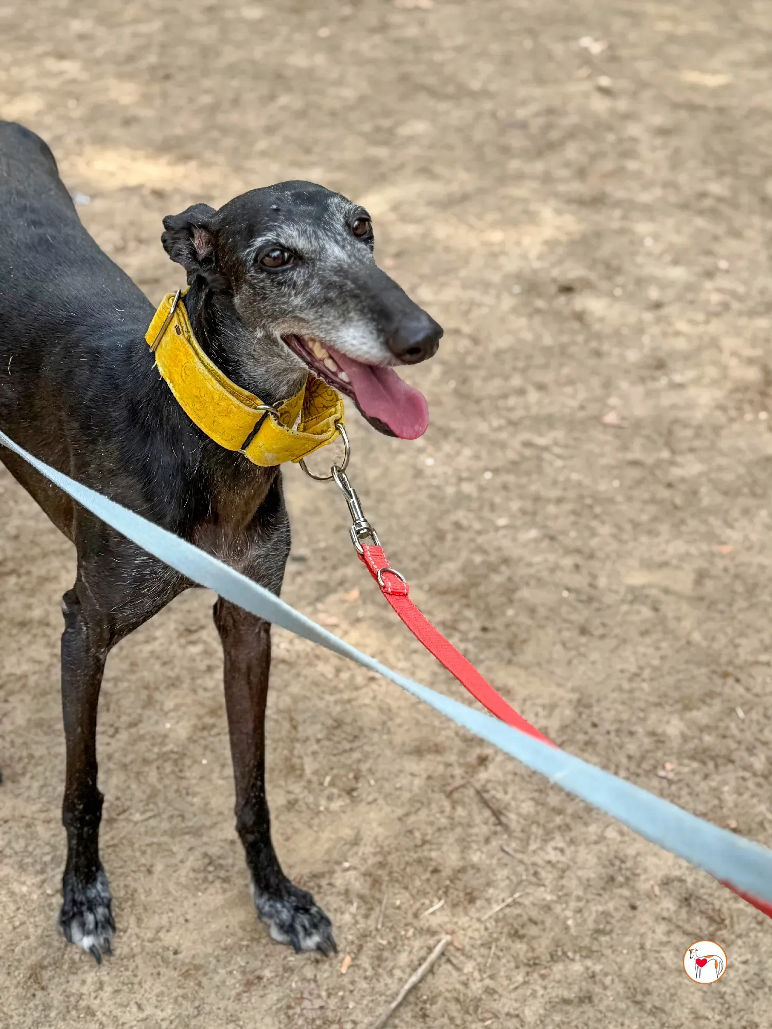 jara galgo adozione 01