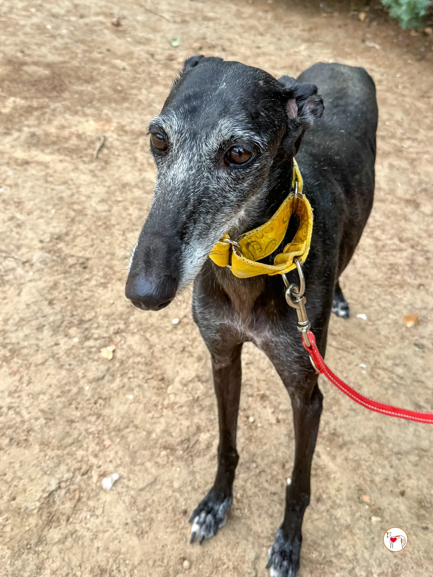 jara galgo adozione 02