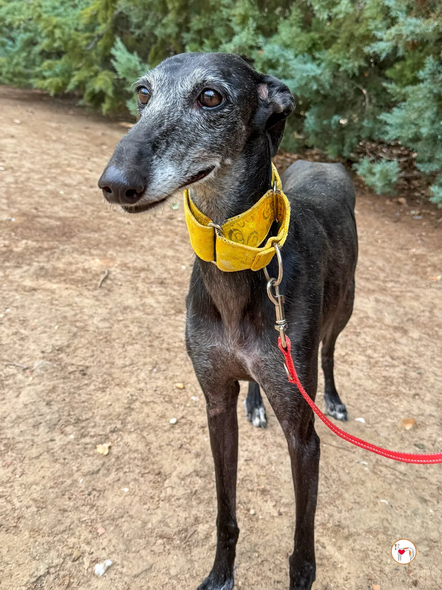 jara galgo adozione 03