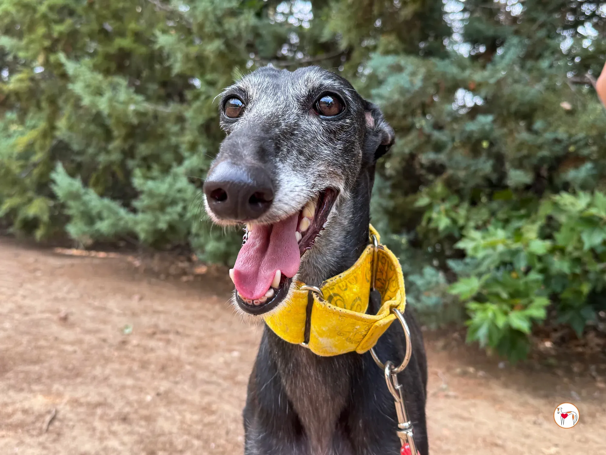 jara galgo adozione 04