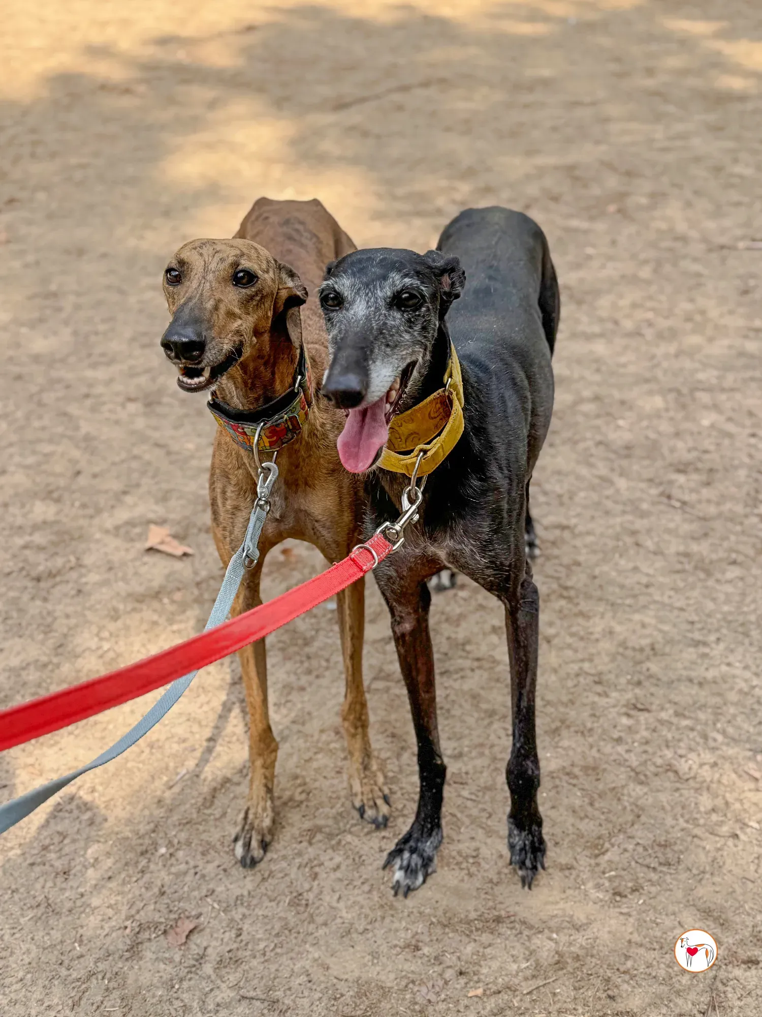 jara galgo adozione 05