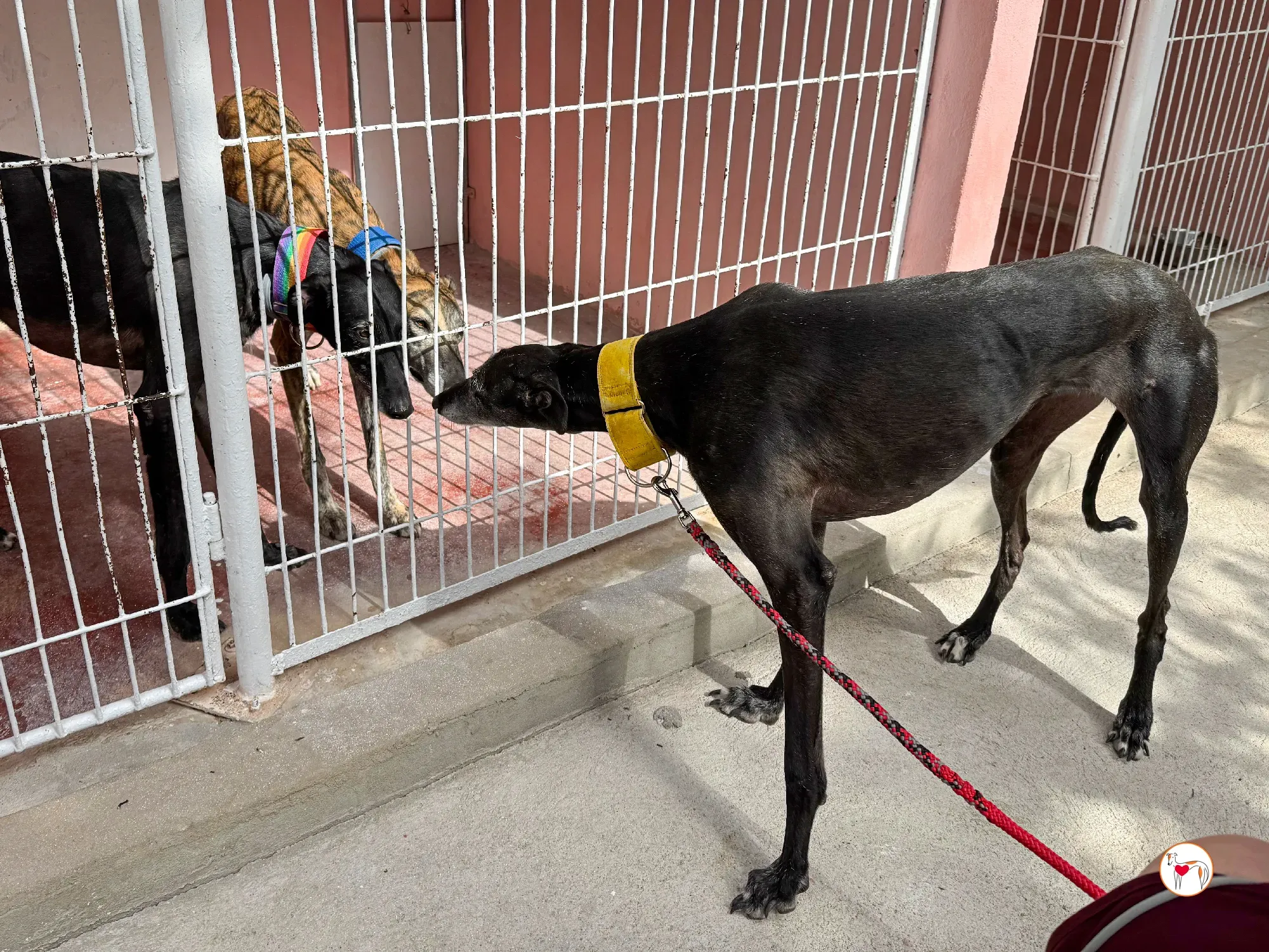 jara galgo adozione 06