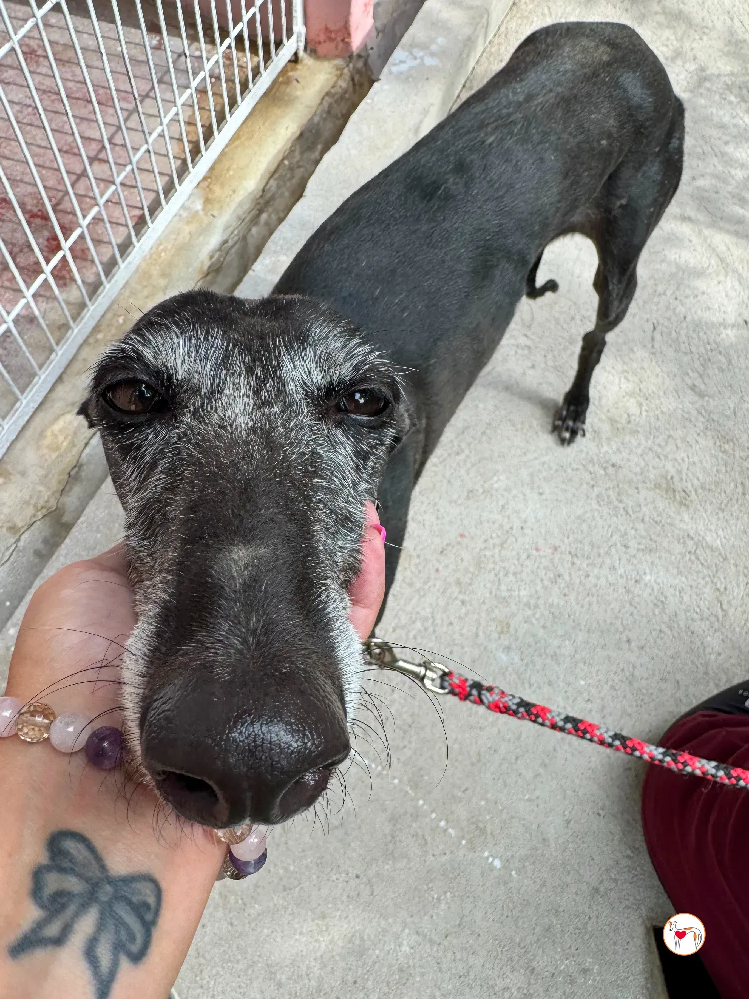 jara galgo adozione 07