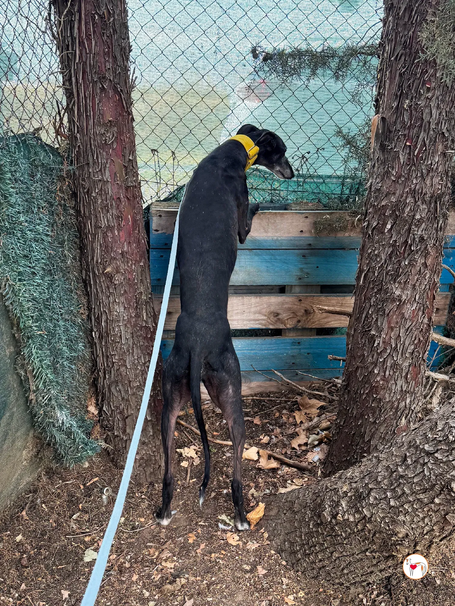 jara galgo adozione 08