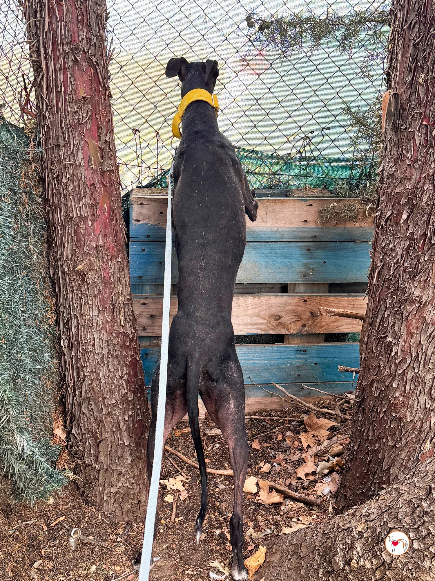 jara galgo adozione 09