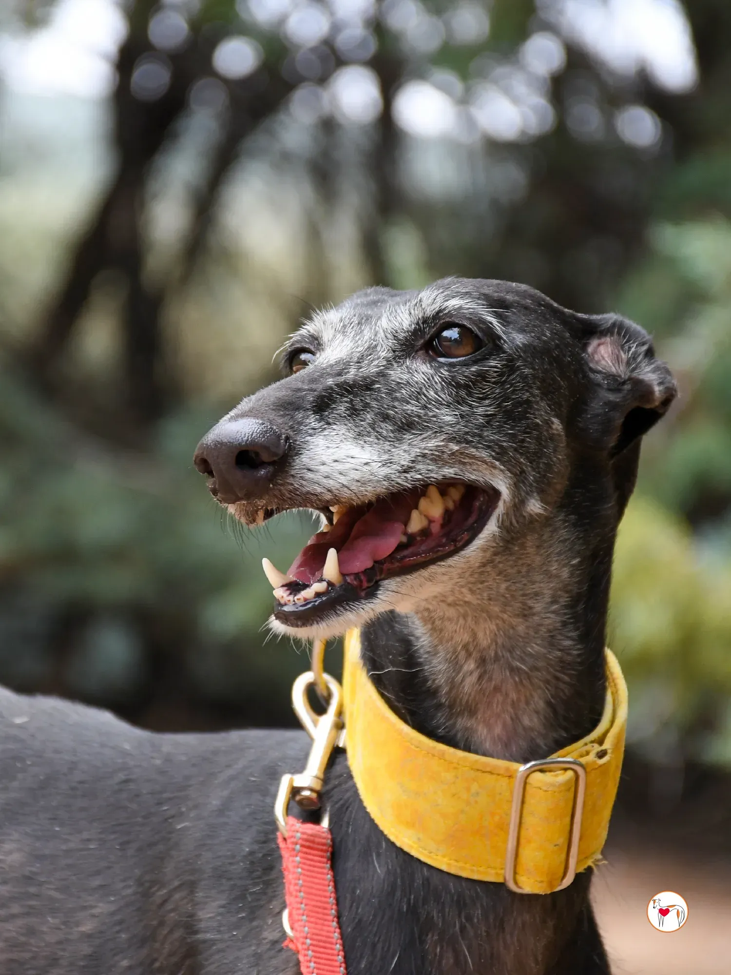 jara galgo adozione 10