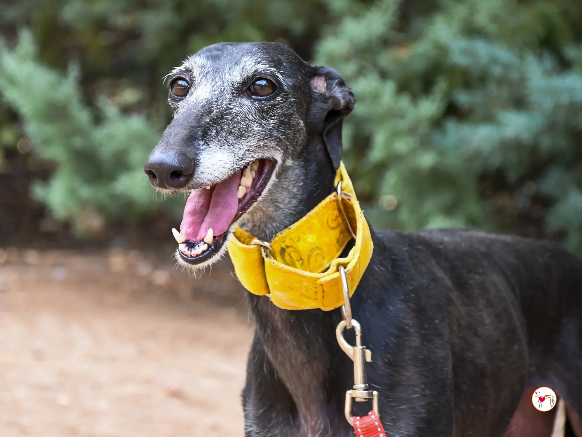 jara galgo adozione 11