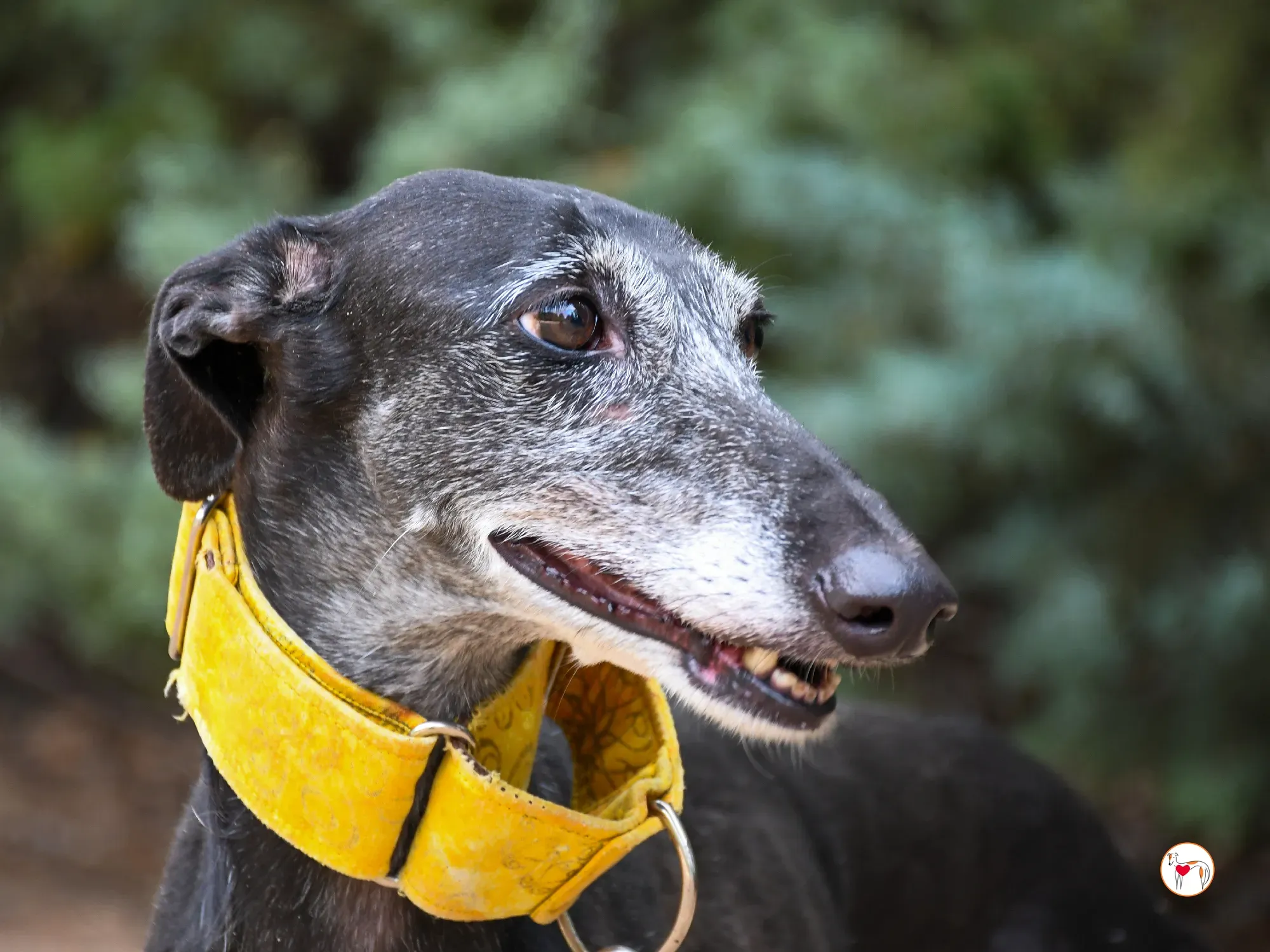 jara galgo adozione 12