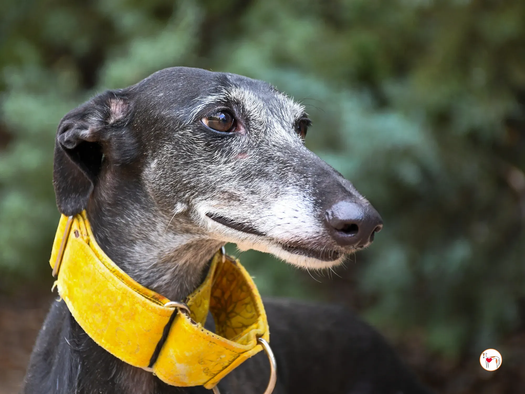 jara galgo adozione 13